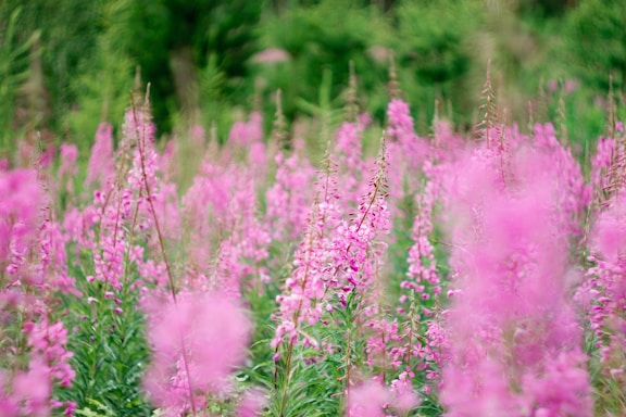 A field full of pink flowers with trees in the background