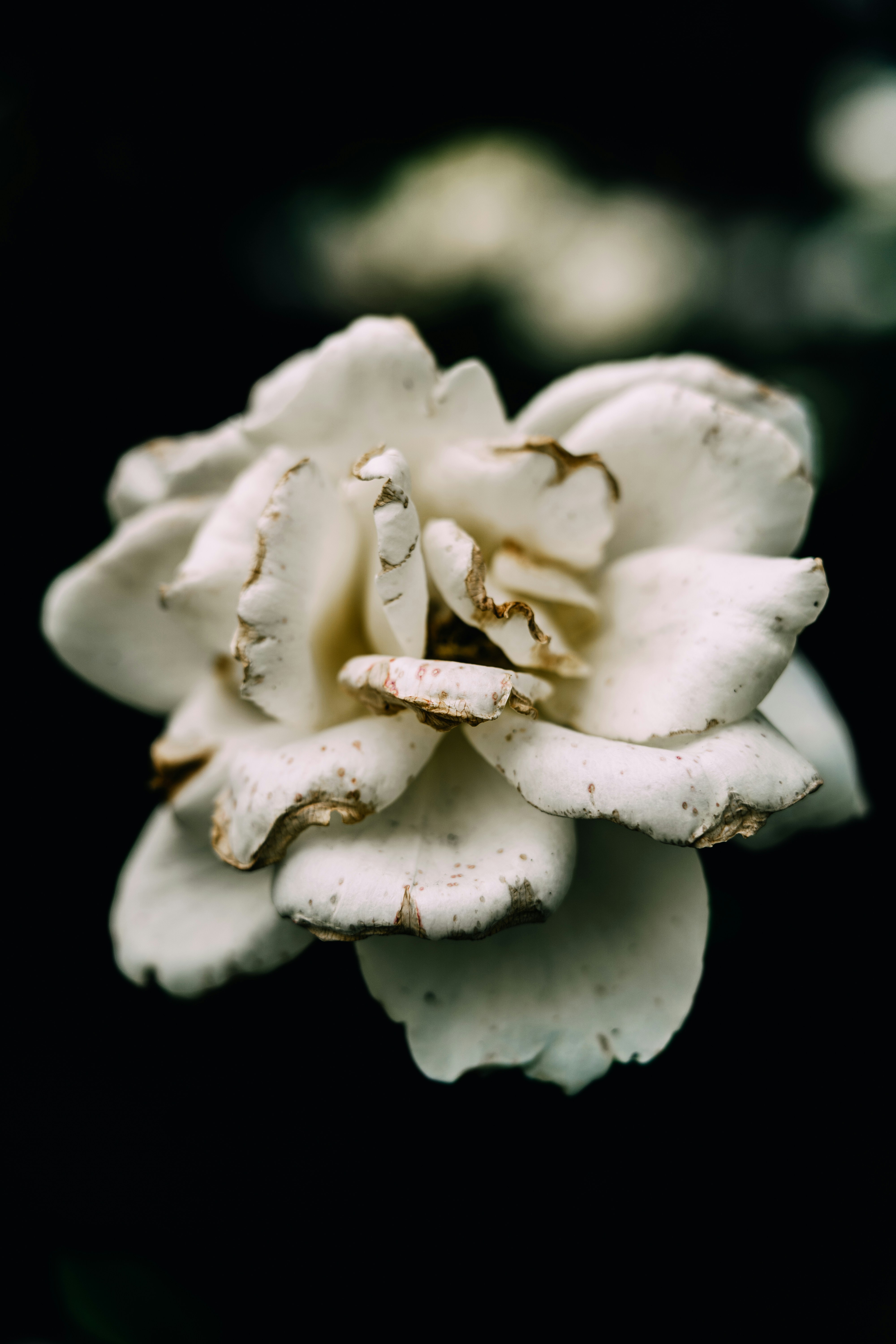 Photo by anamnesis33