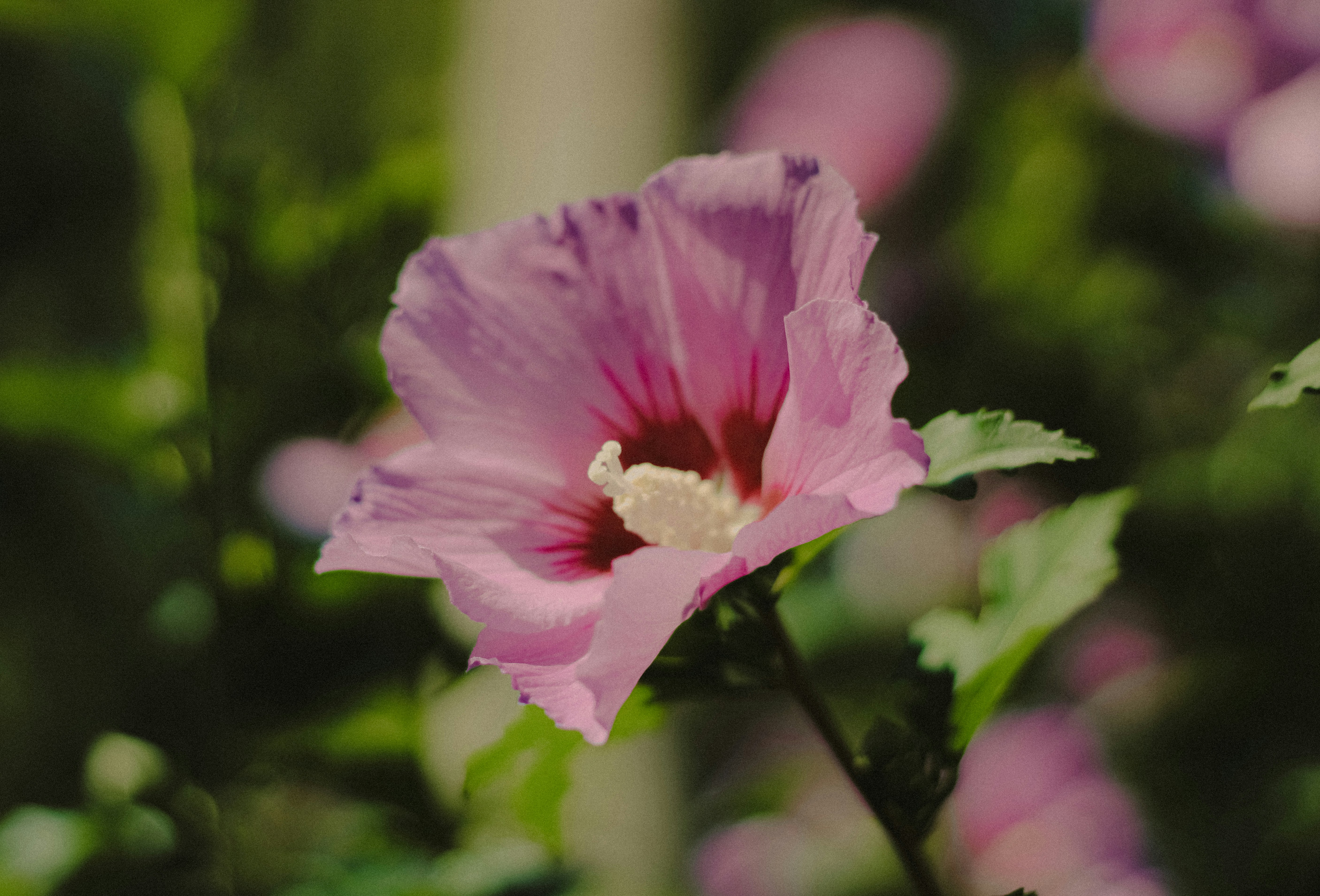 Photo by linusbelanger