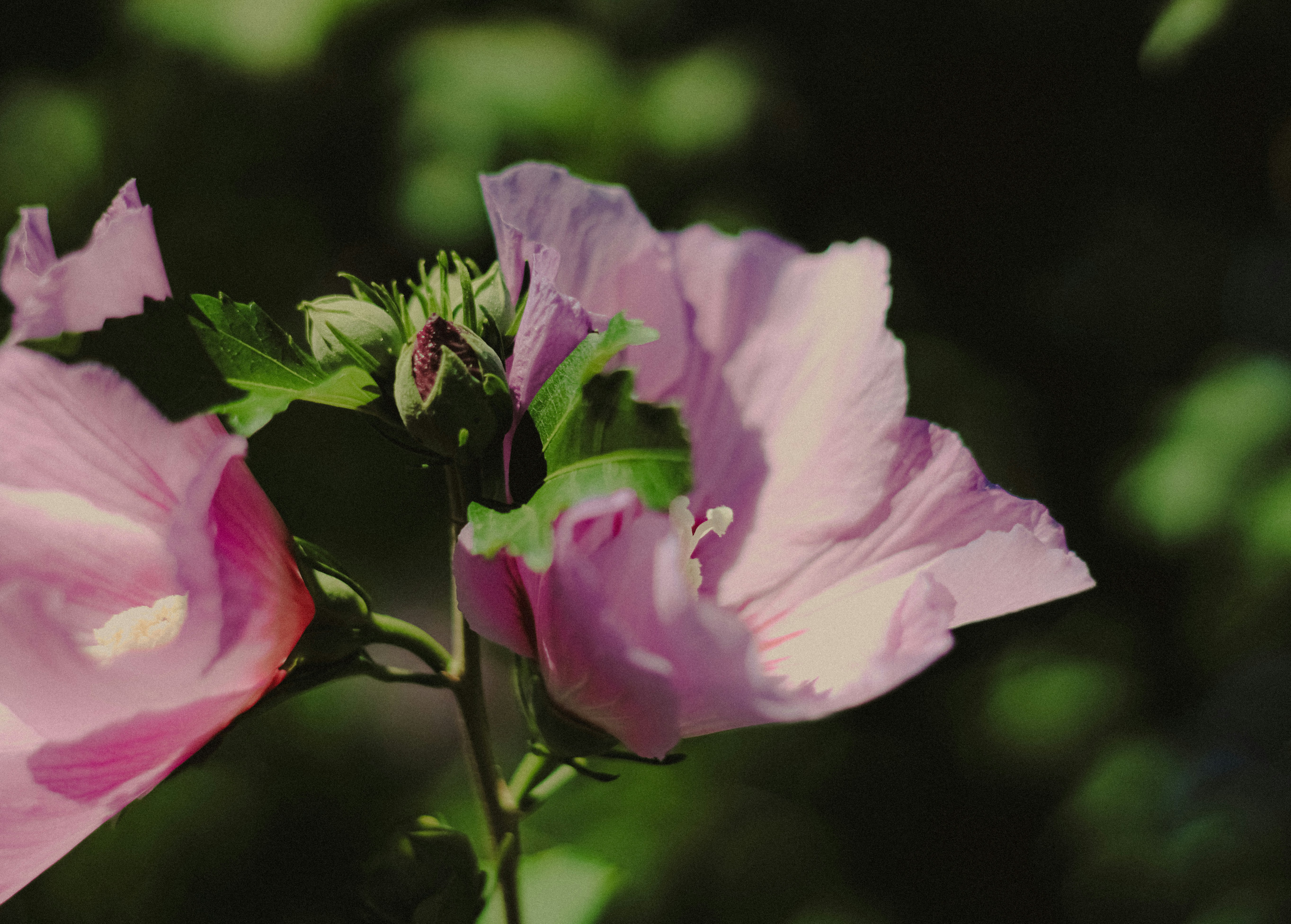 Photo by linusbelanger