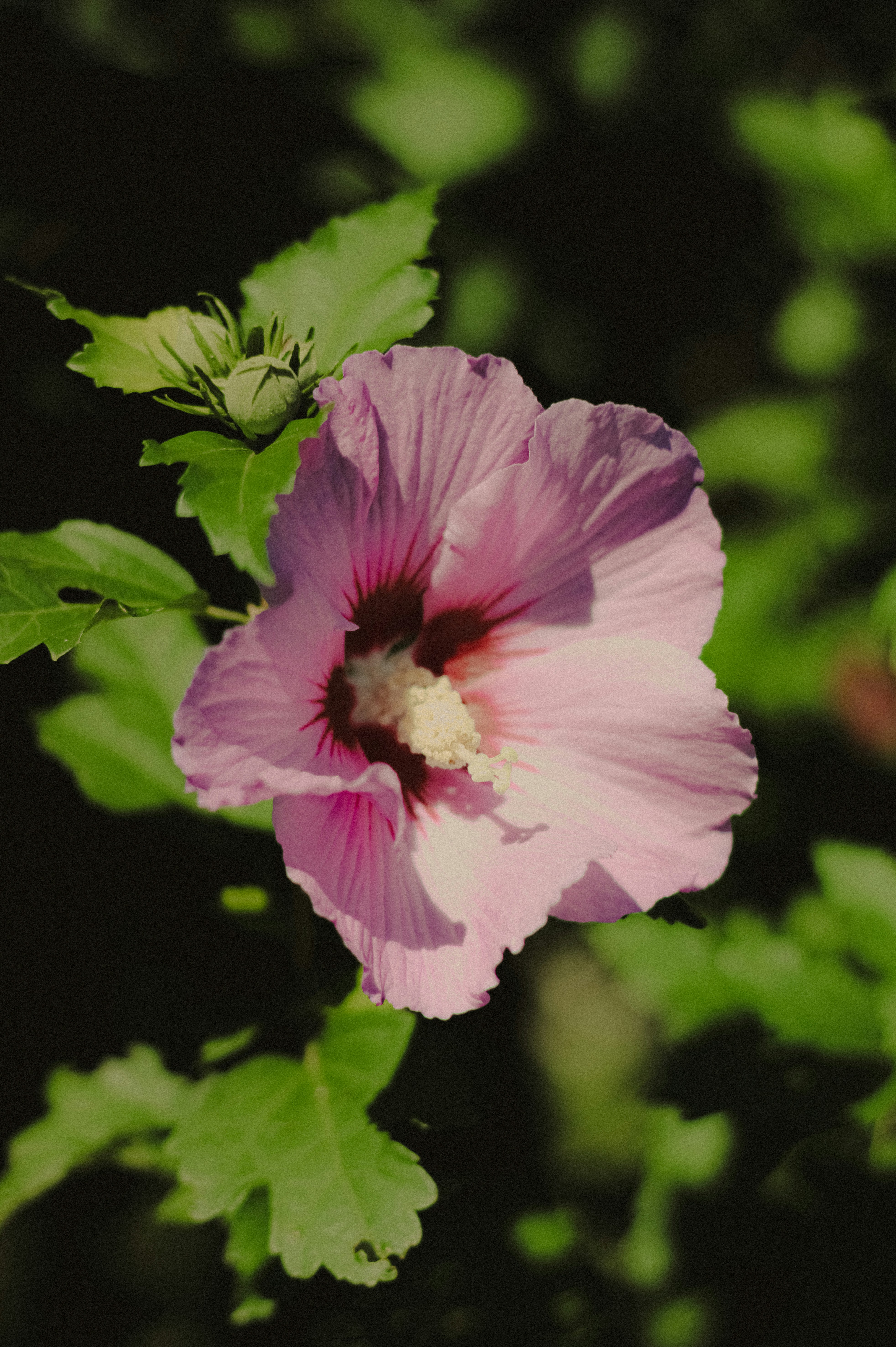 Photo by linusbelanger