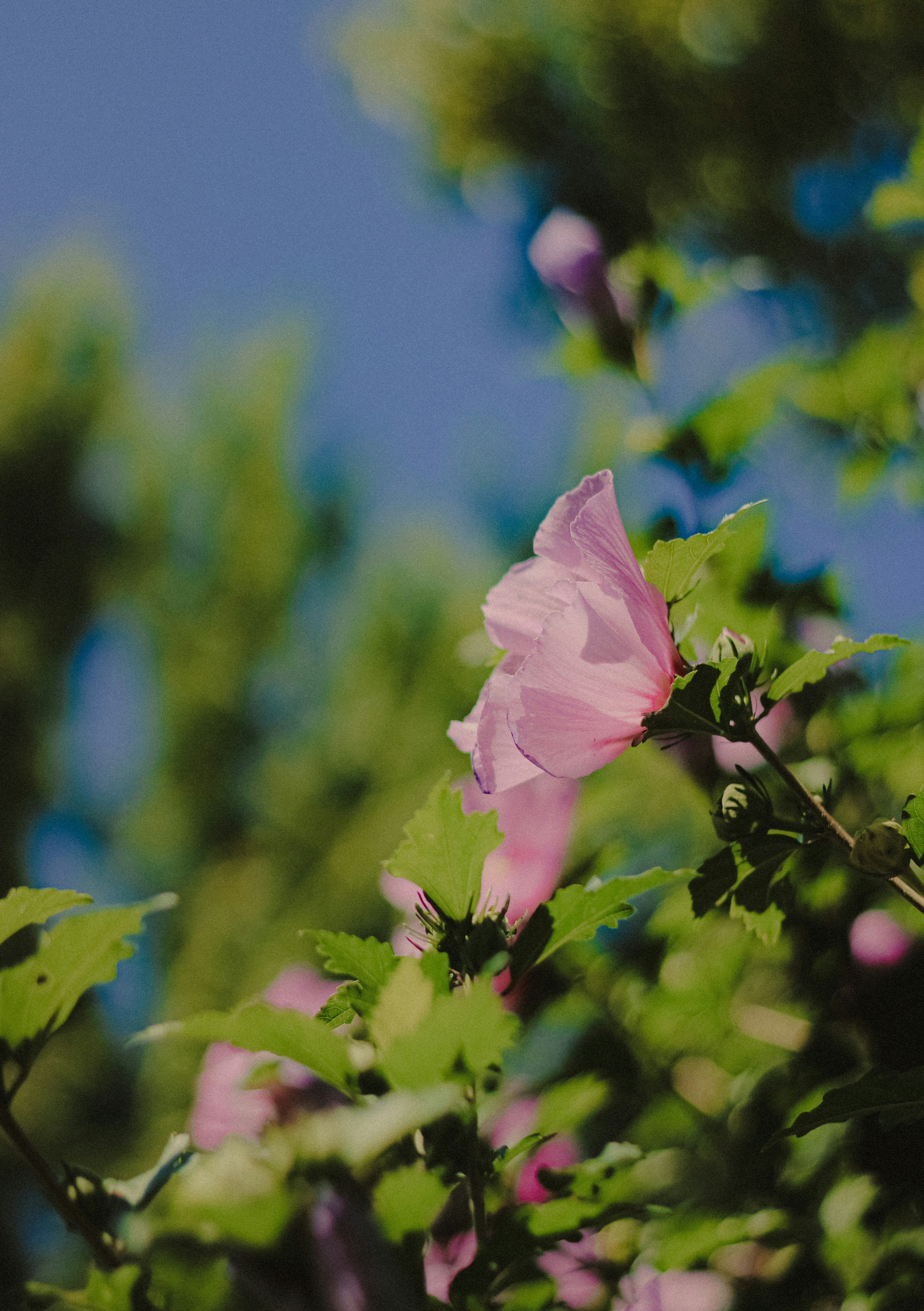 Photo by linusbelanger