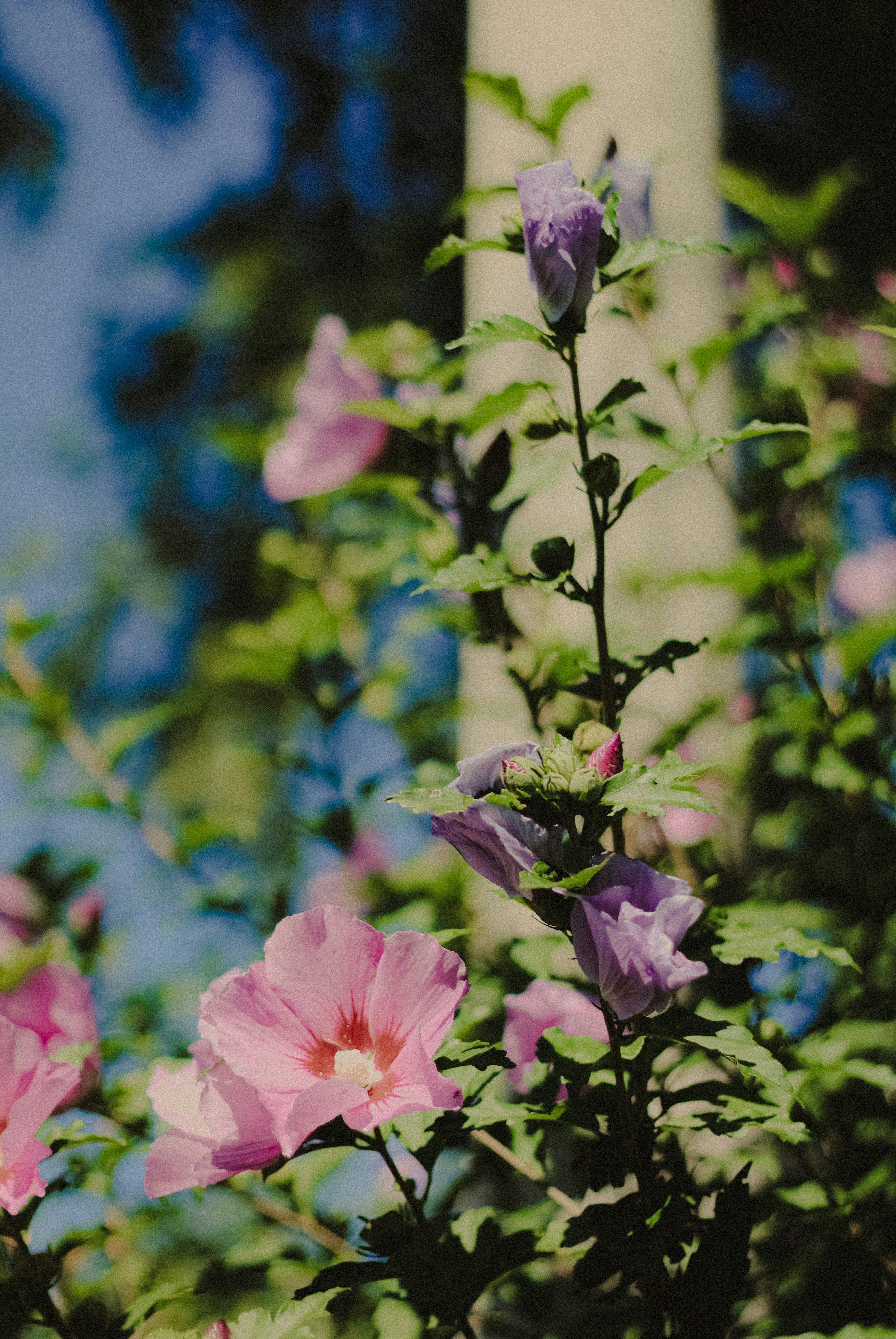 Photo by linusbelanger