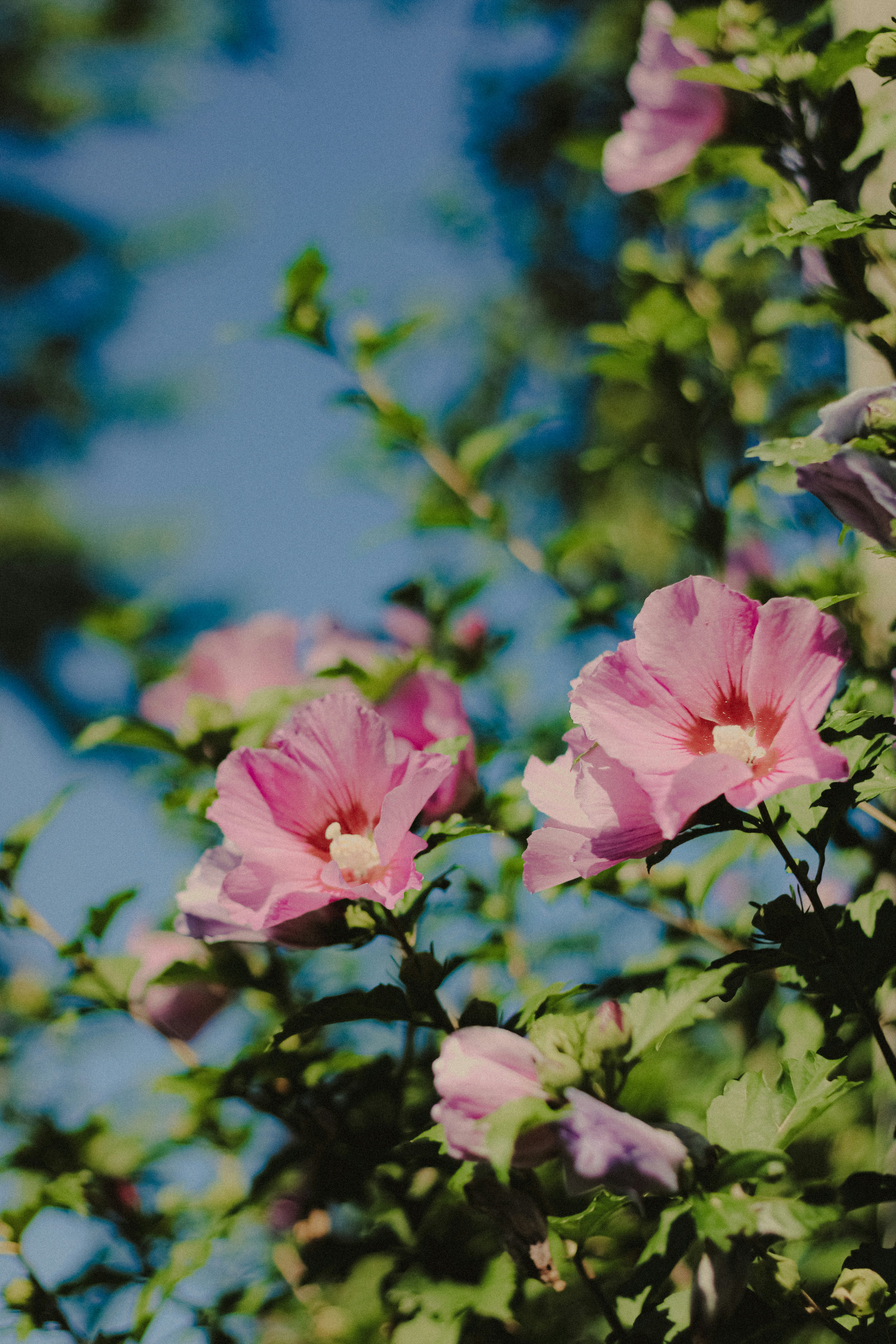 Photo by linusbelanger