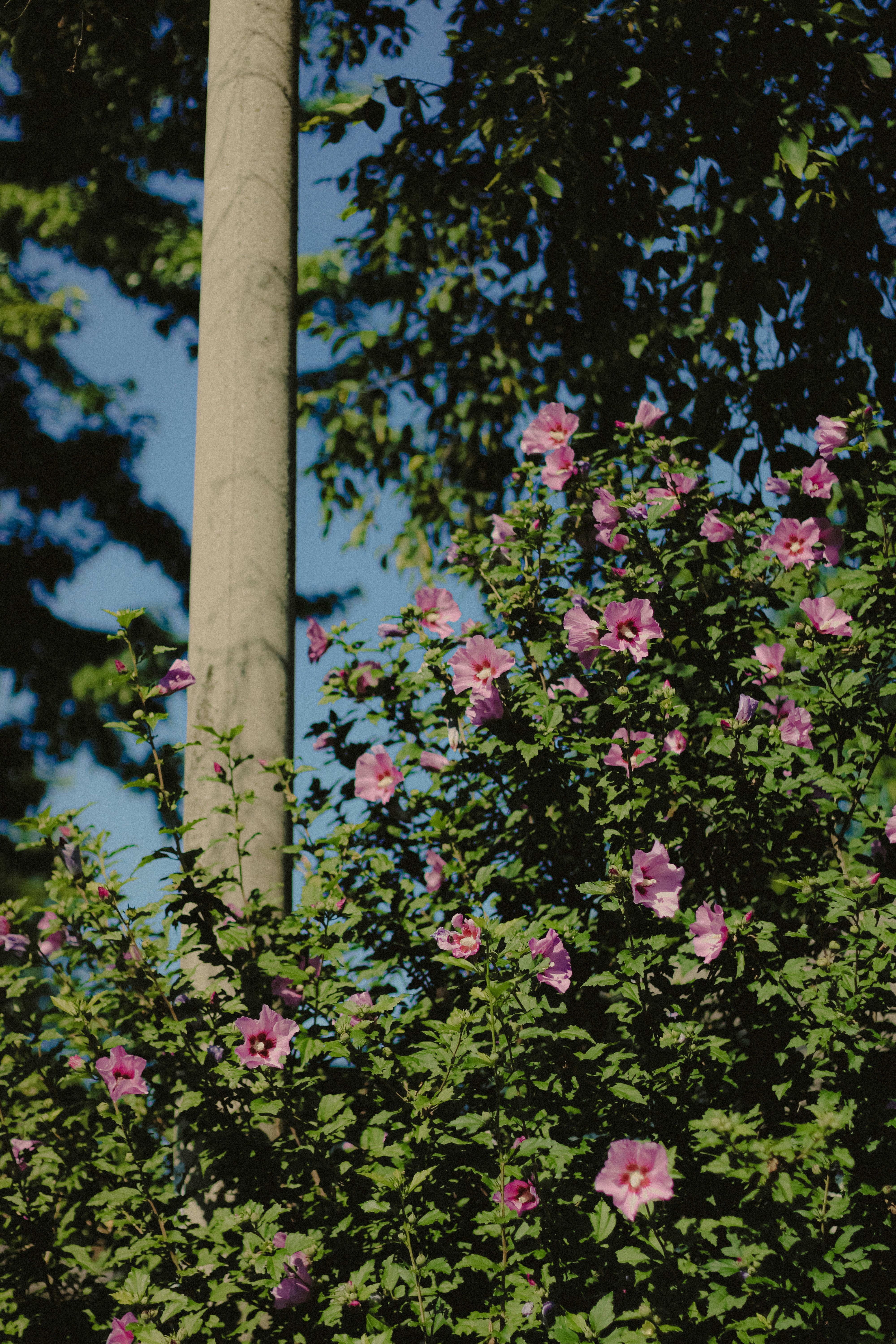 Photo by linusbelanger