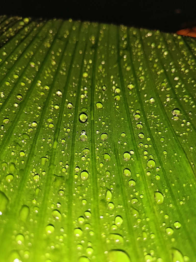 Grünes Blatt mit klaren Wassertropfen