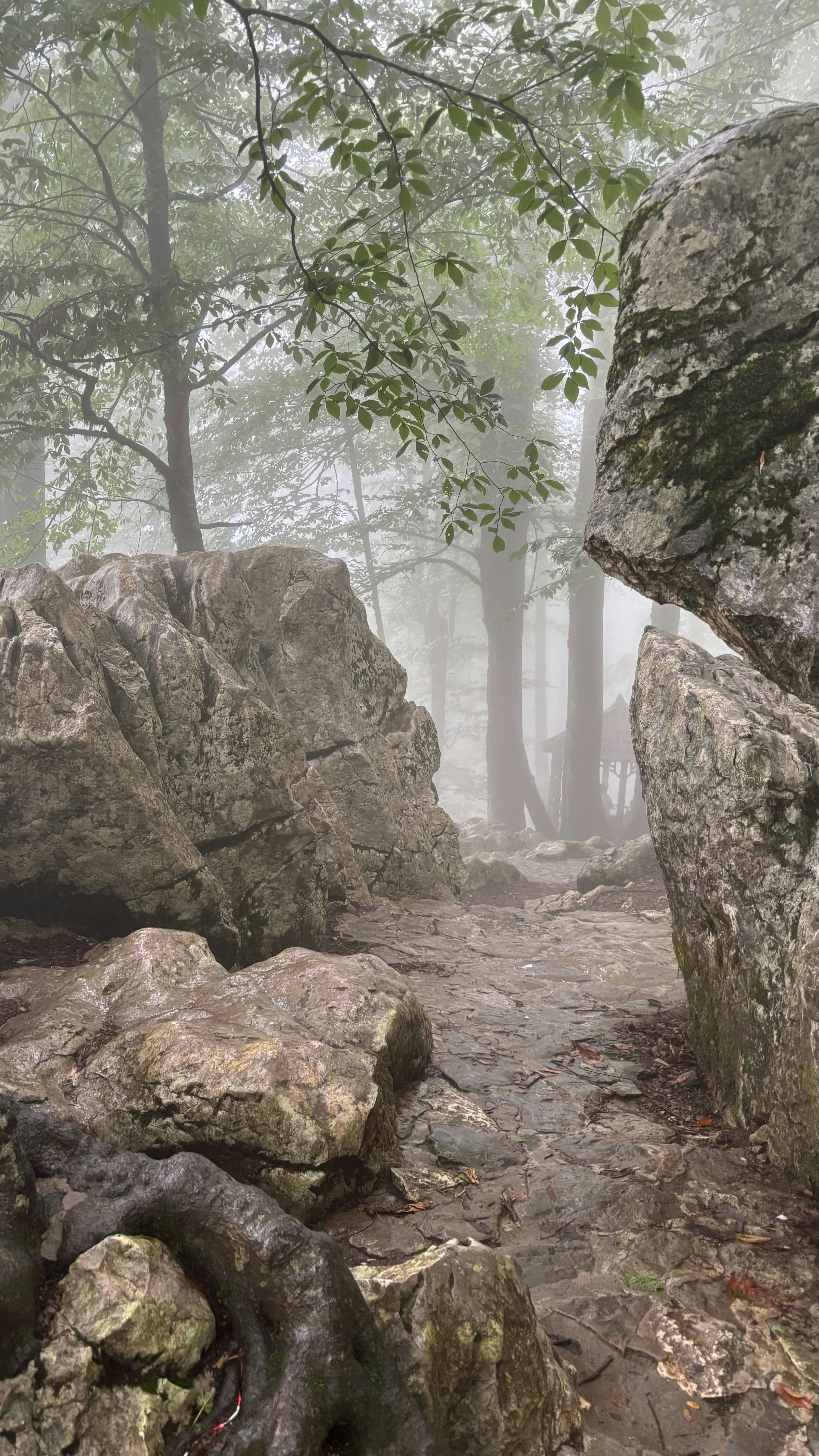 A foggy forest filled with lots of rocks photo – Free Vegetation Image ...