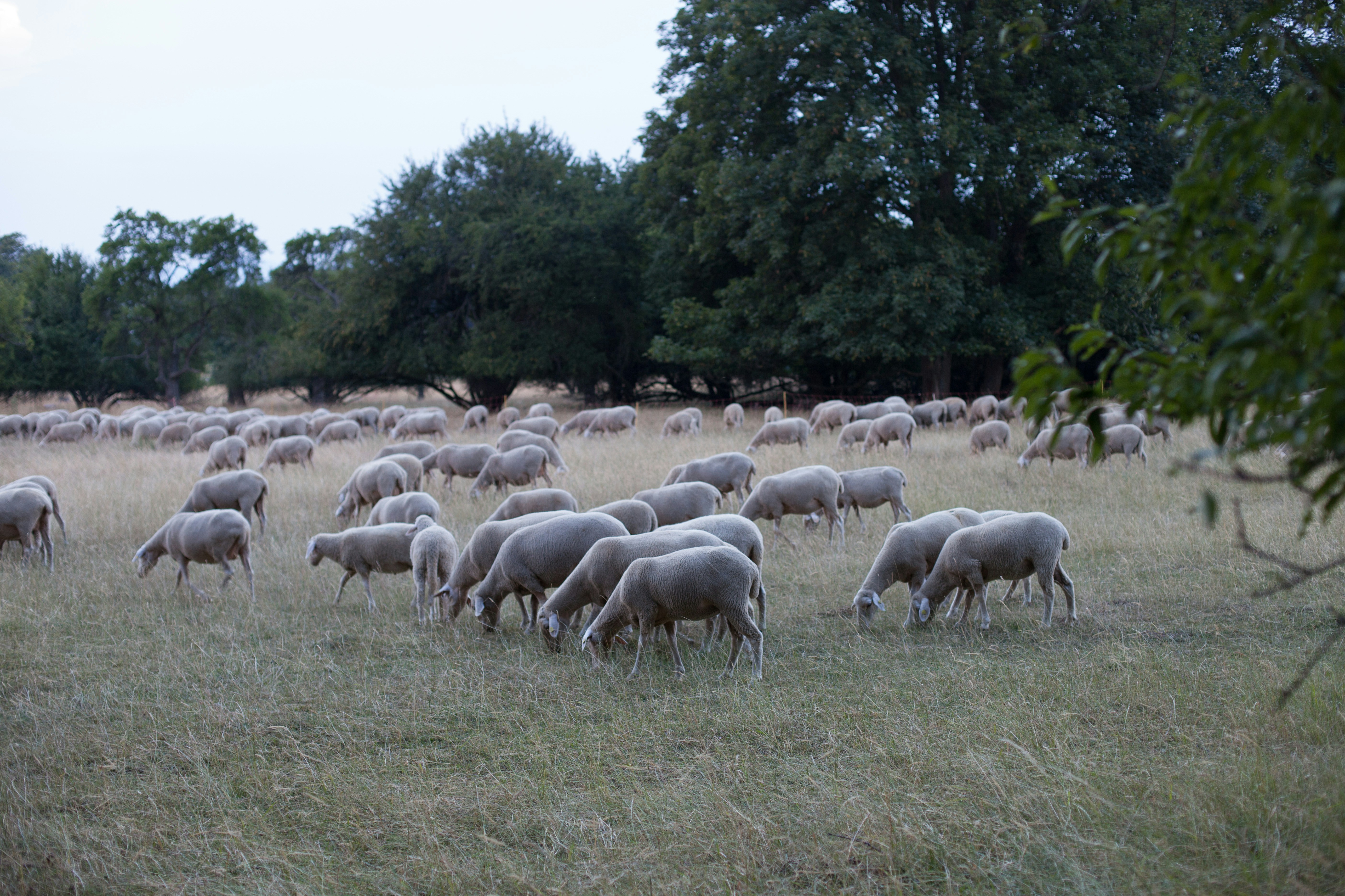 Un gregge di pecore al pascolo su un campo di erba secca