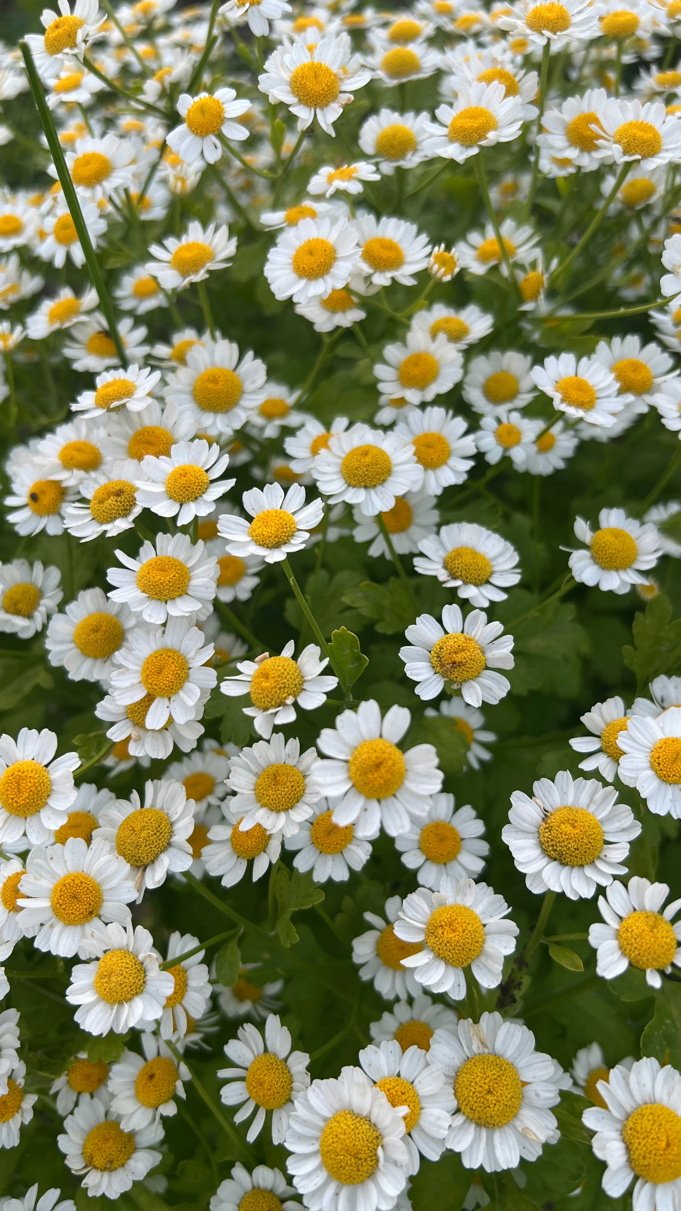 Photo by denisaleshin