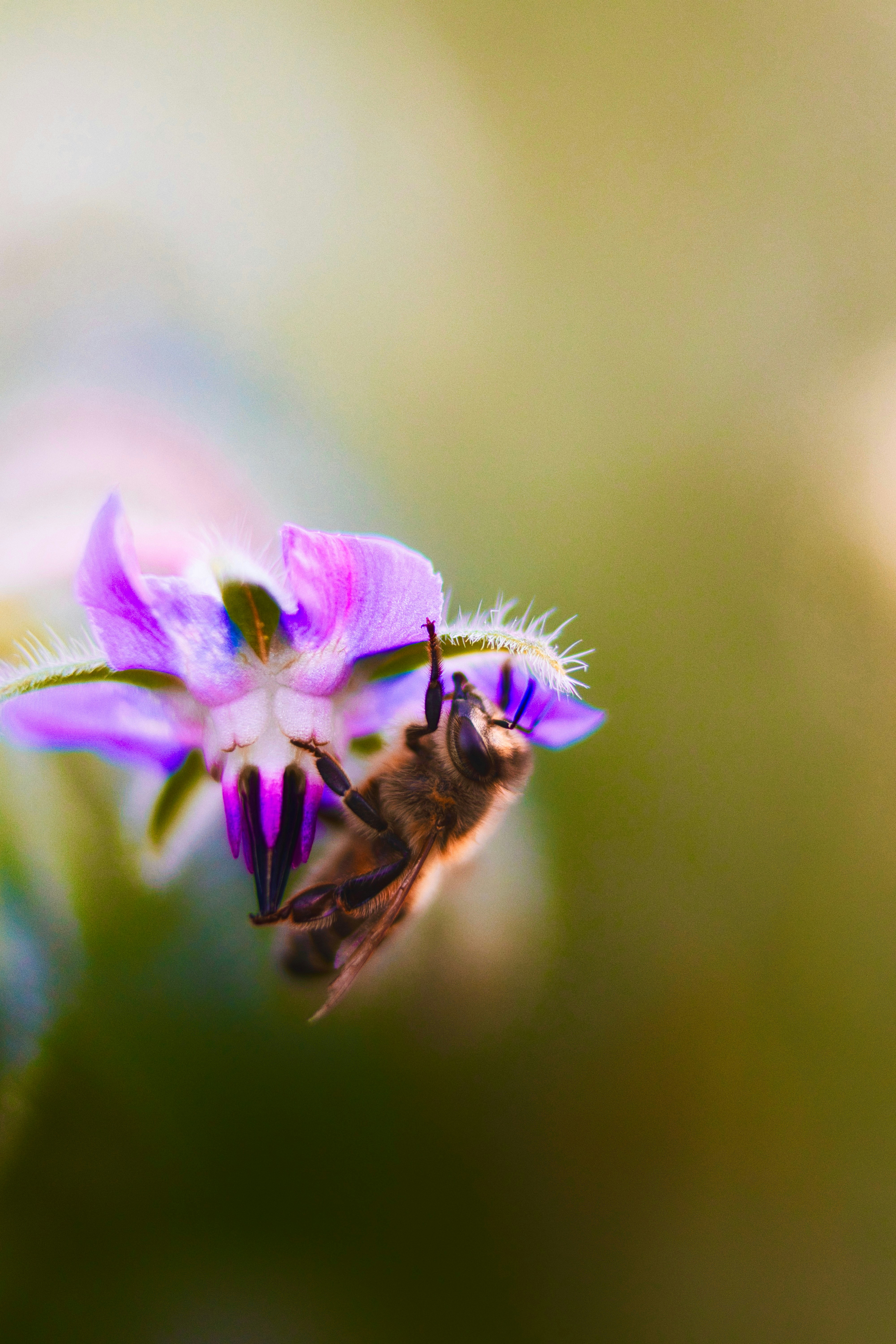 A close up of a bee on a flower
