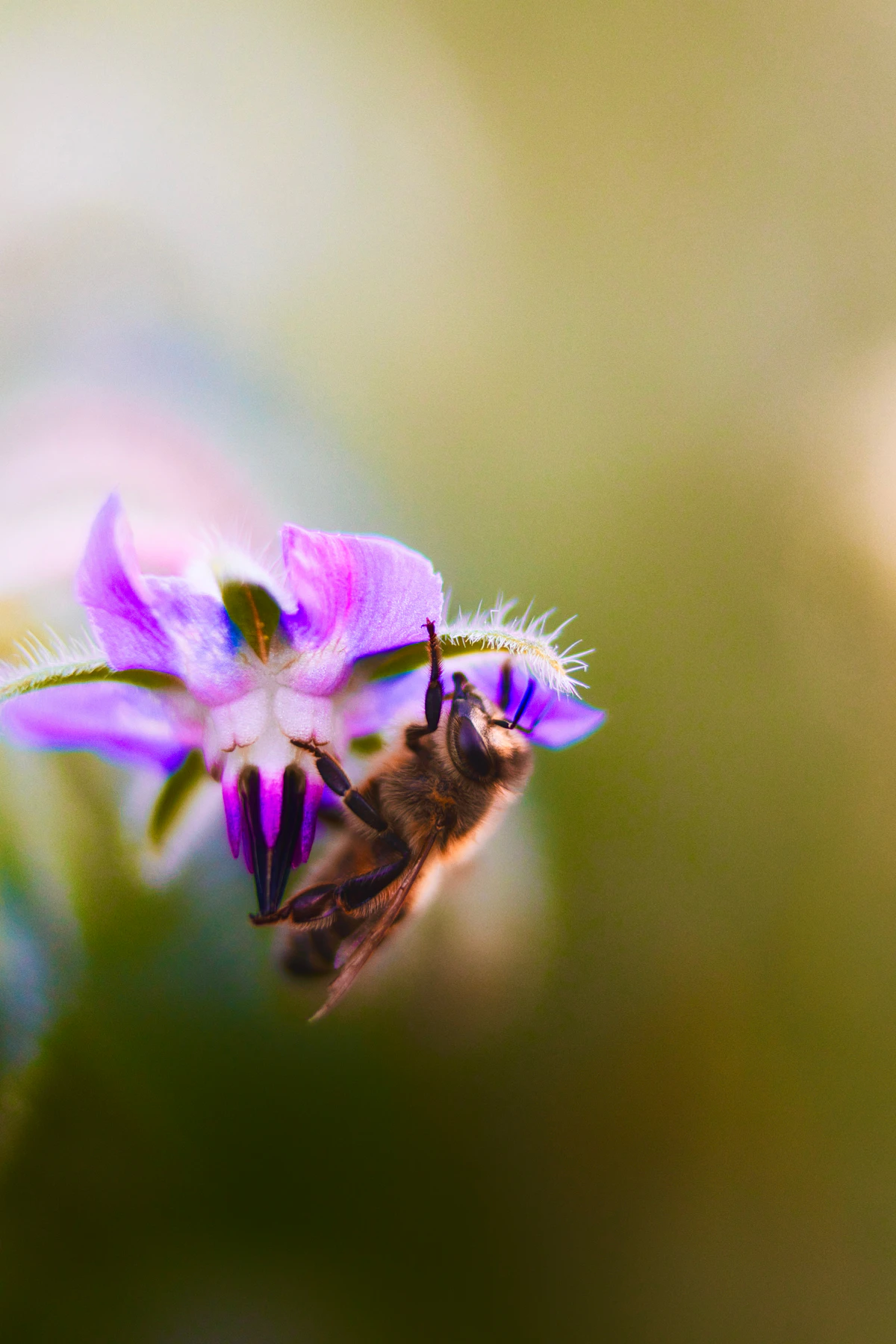 Bij op een bloem als voorbeeld van biodiversiteit