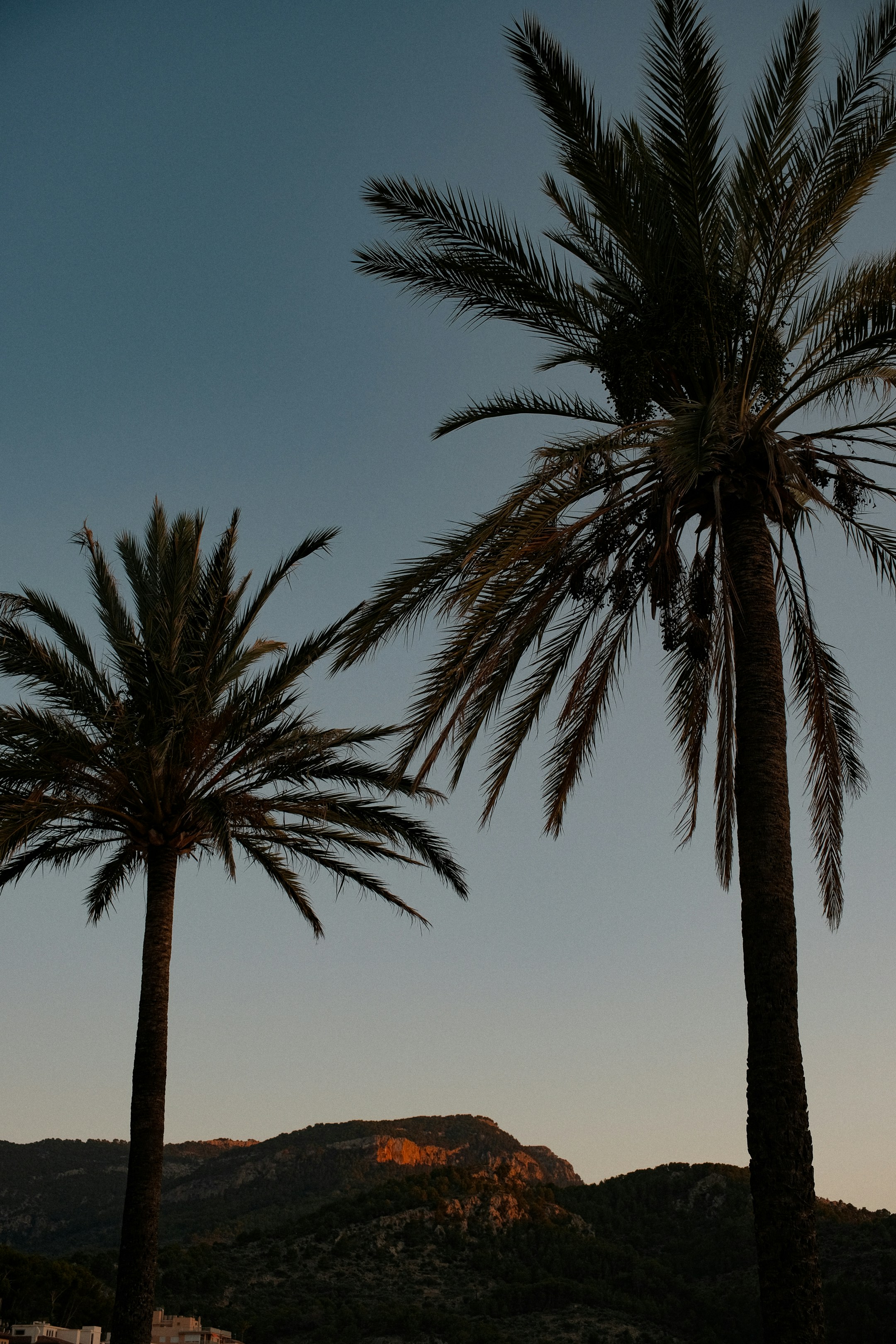 A couple of palm trees sitting next to each other