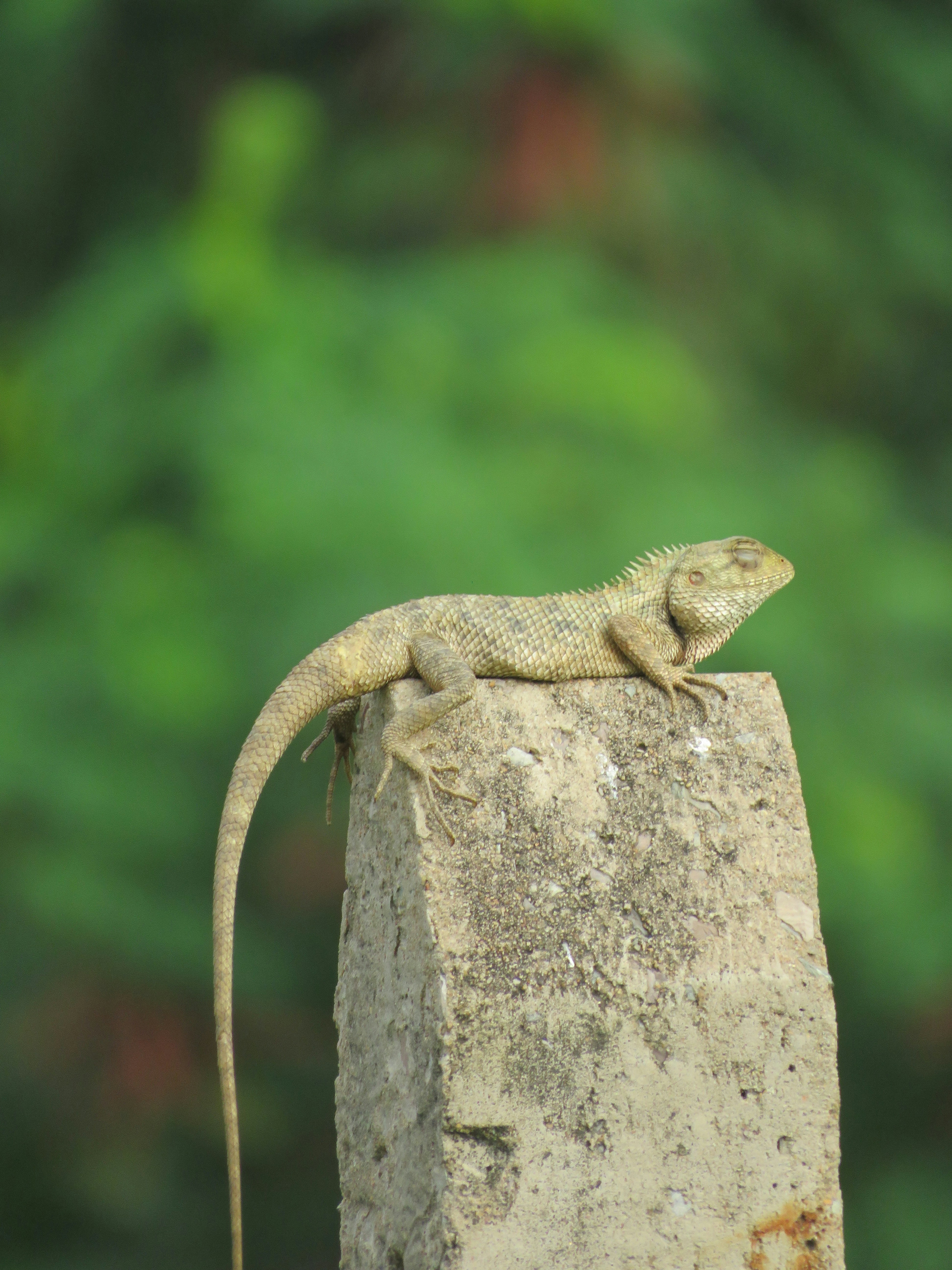 A lizard sitting on top of a rock