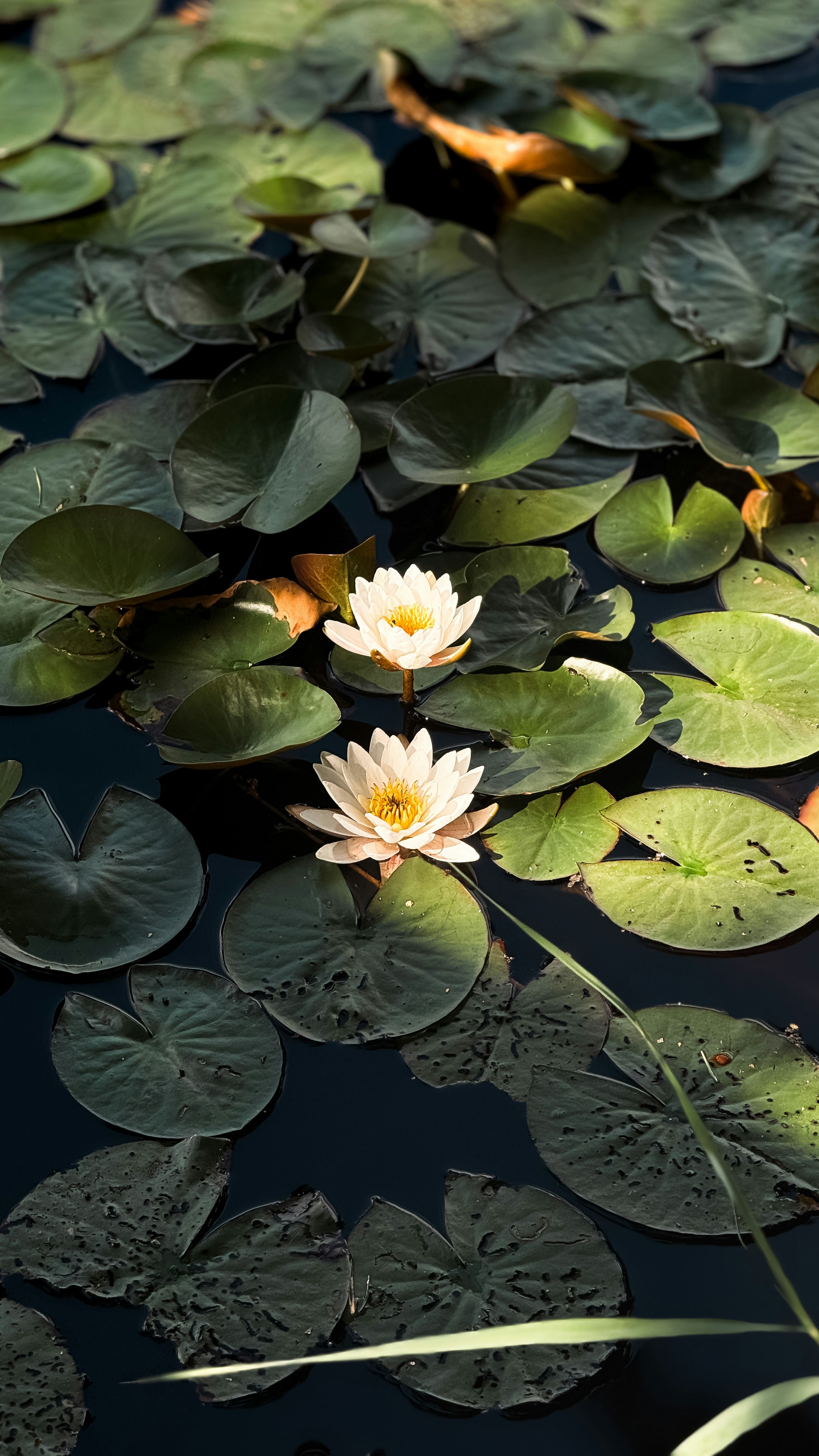 Photo by nikko_khorrami