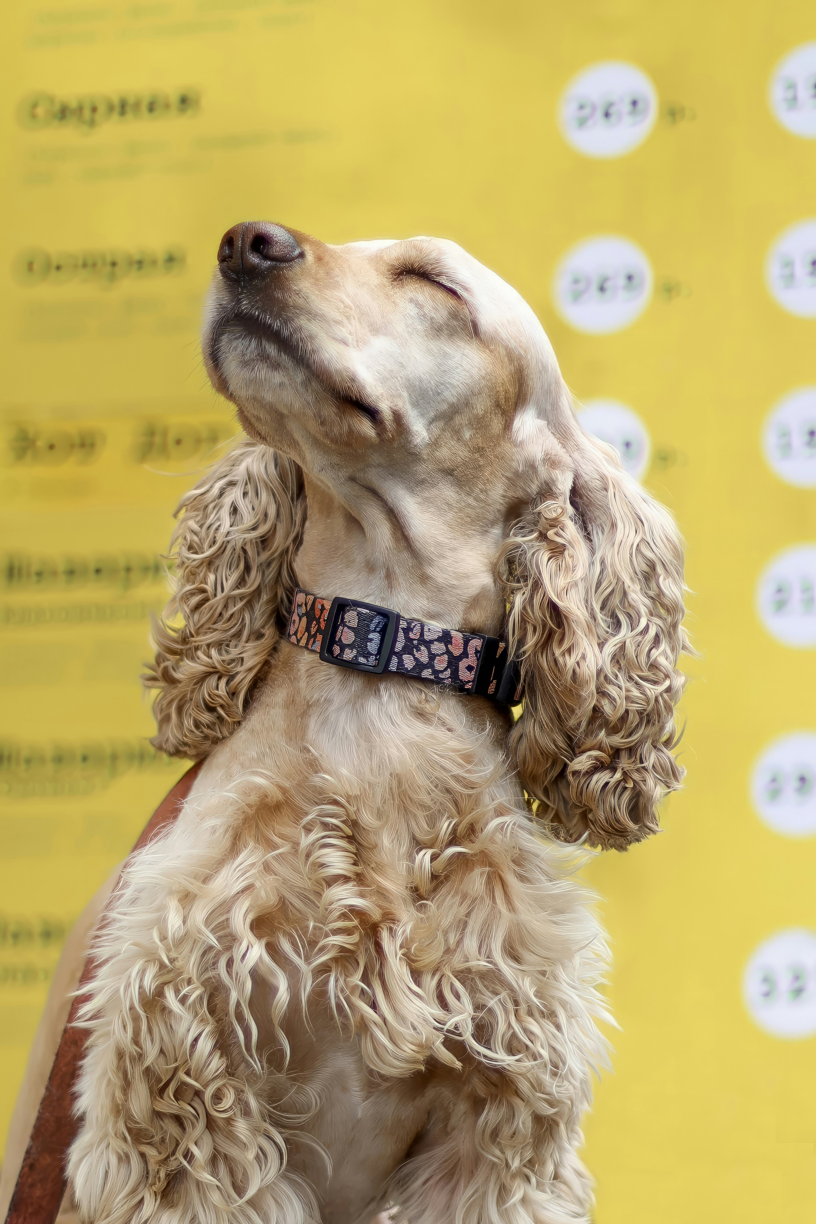 A dog is sitting and looking up at the sky