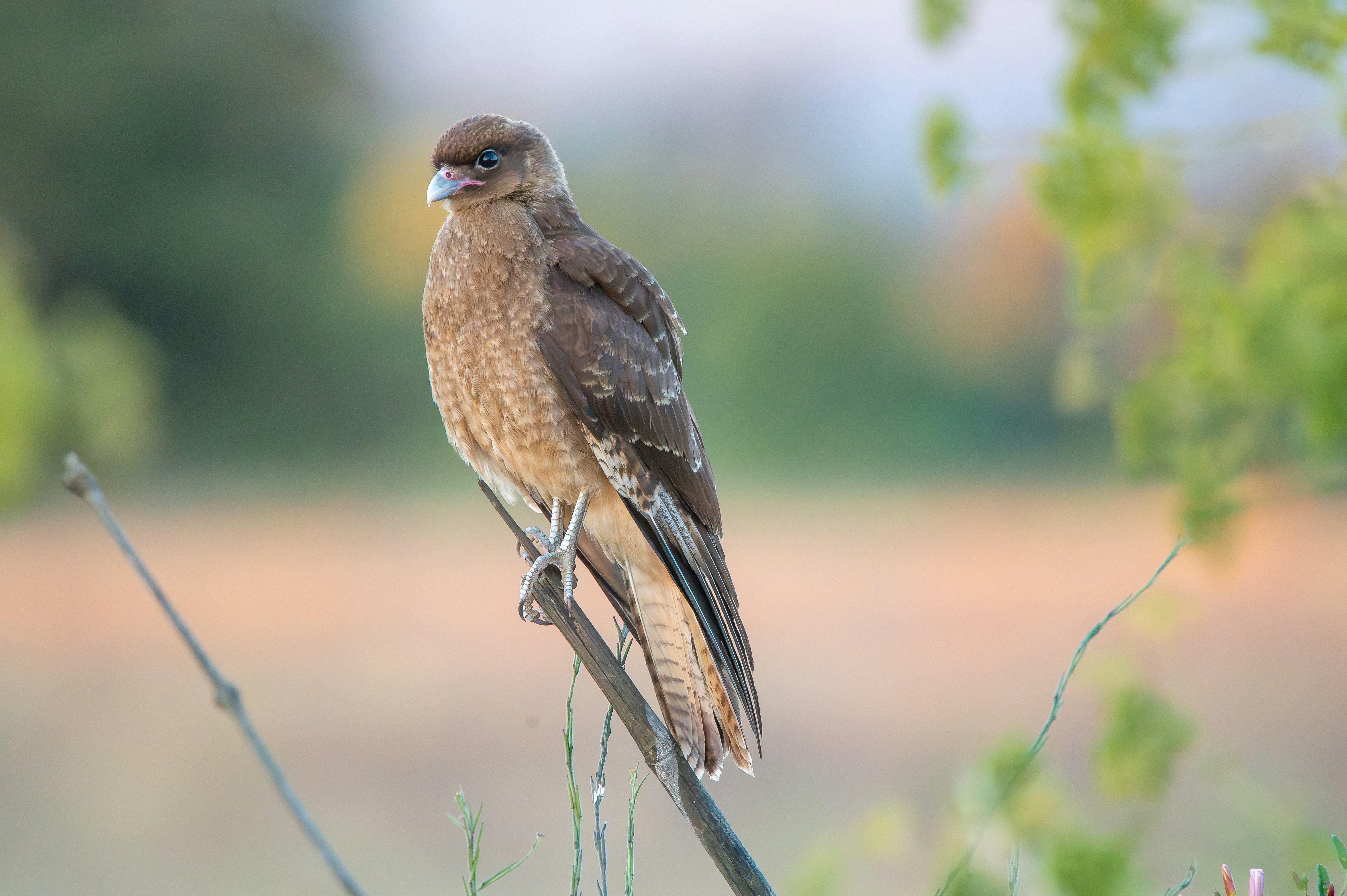 A bird perched on a branch in a field