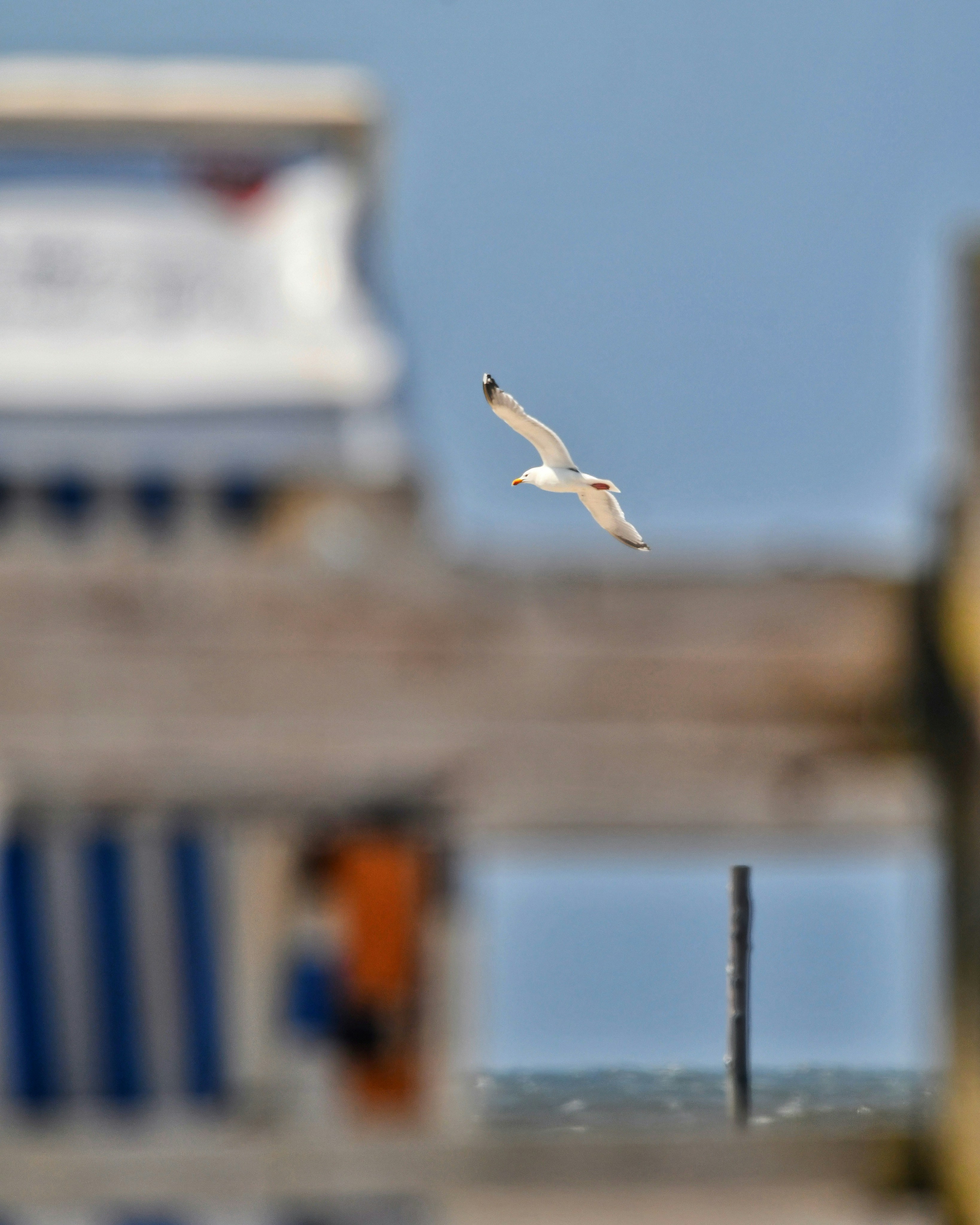 A seagull flying over a beach with a building in the background