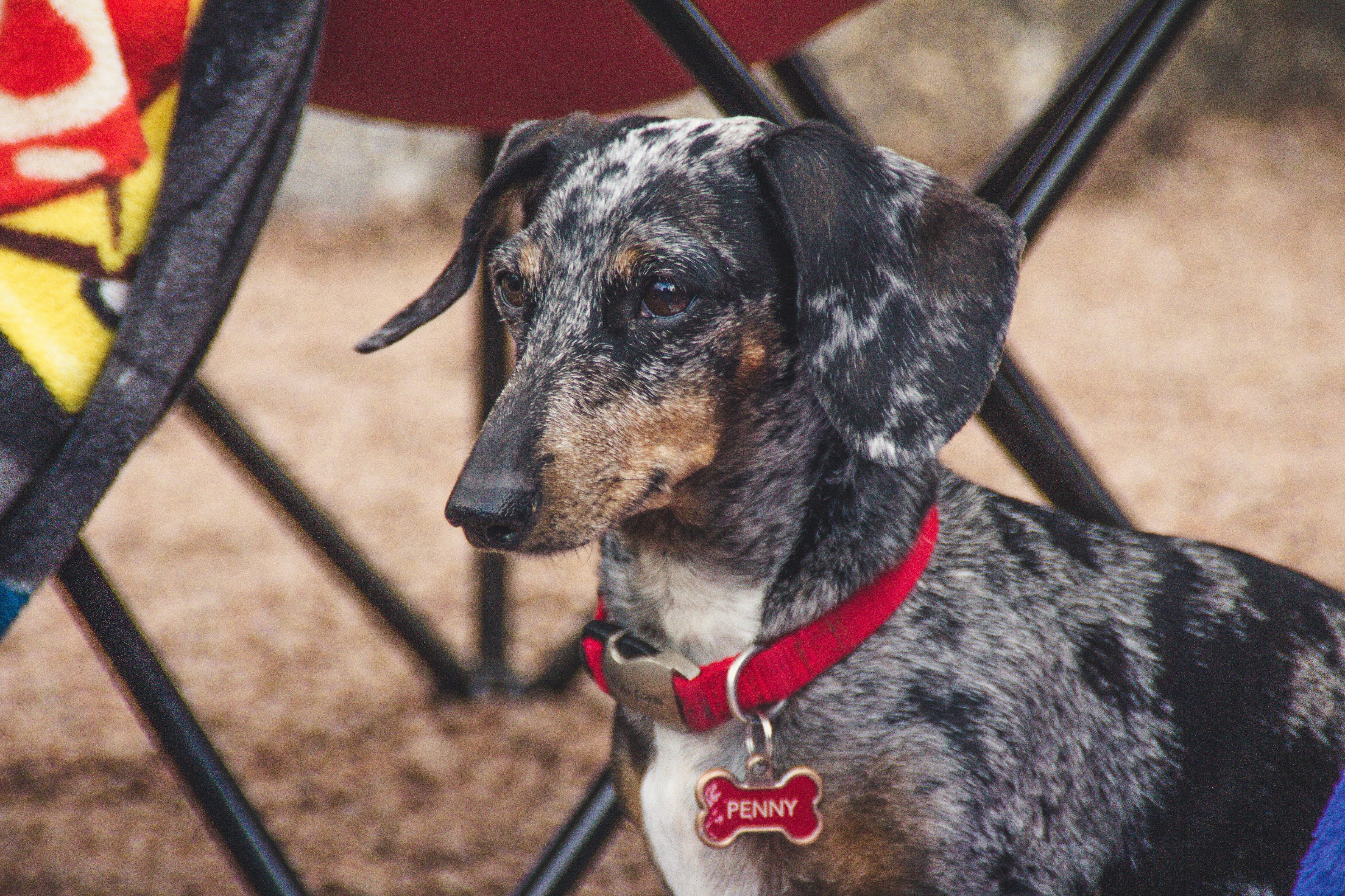 A black and brown dog sitting next to a chair