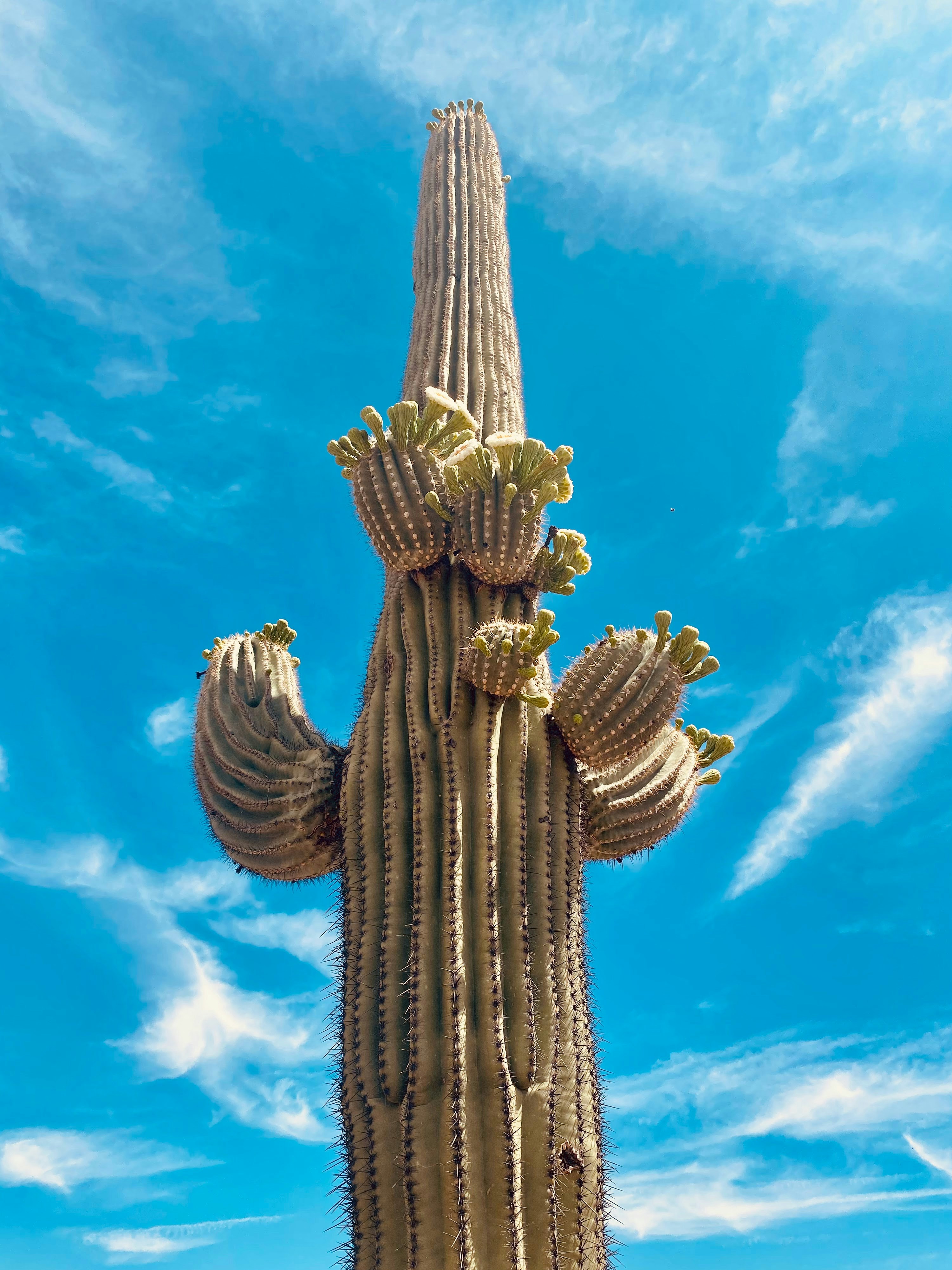 A tall cactus with a sky background