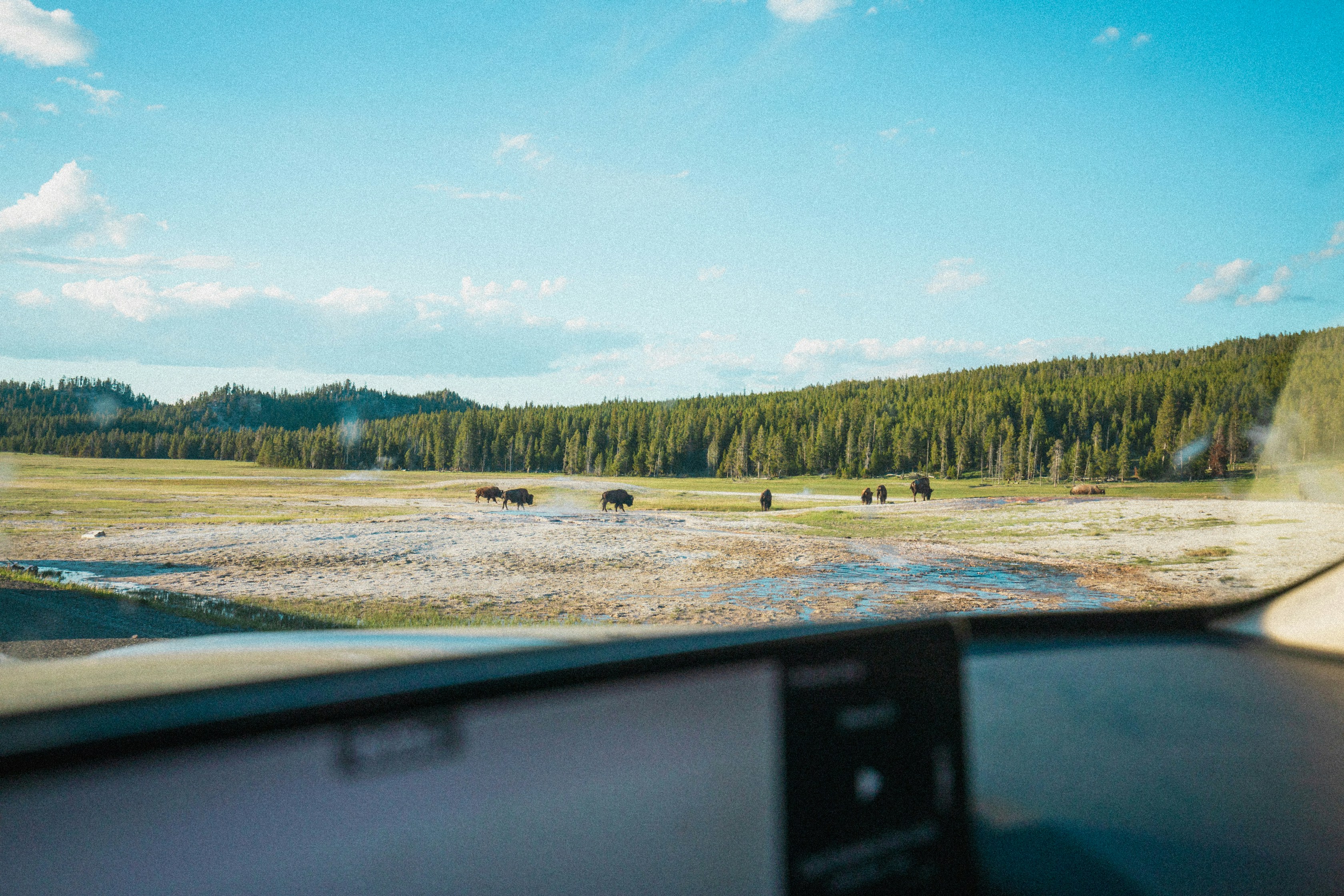 Blick aus dem Inneren eines Fahrzeugs auf eine Rinderherde