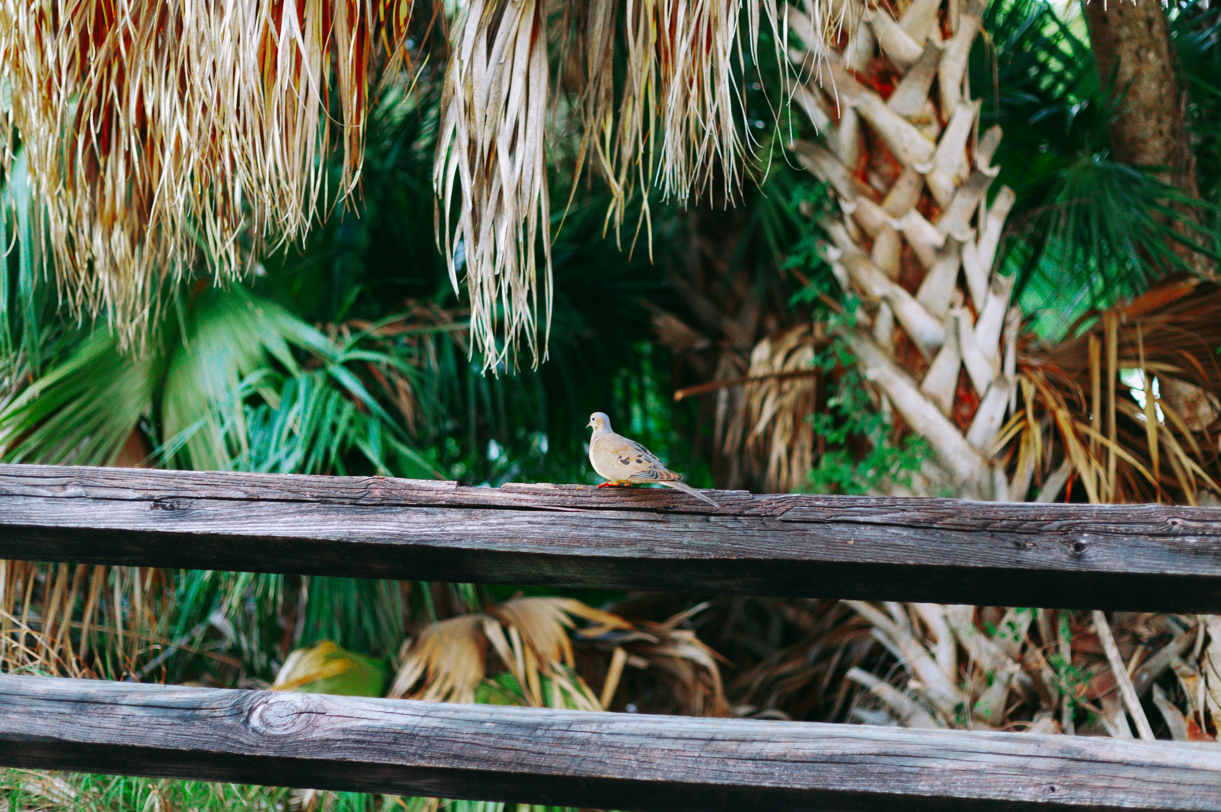 A bird is sitting on a wooden bench