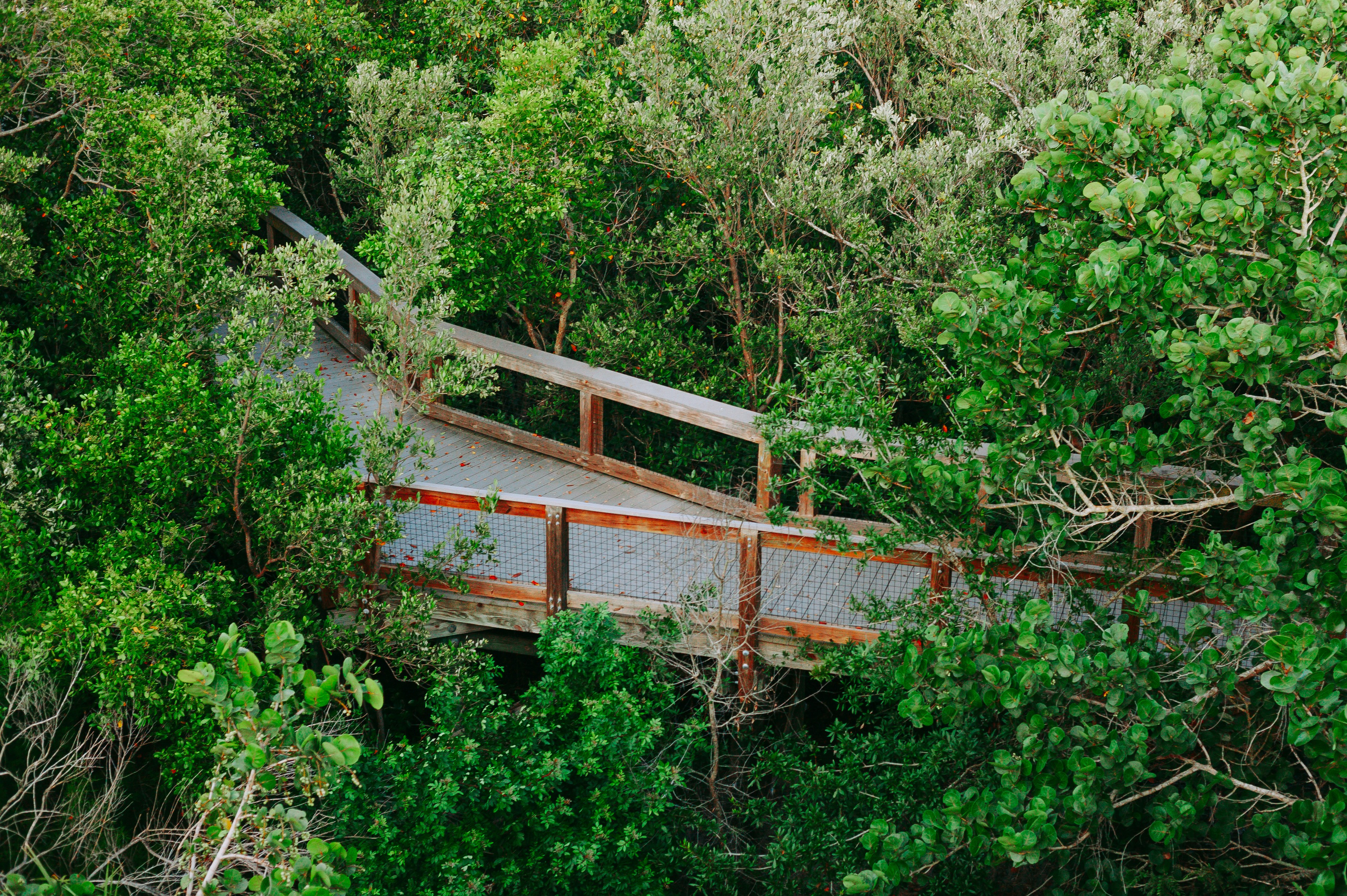 A wooden bridge surrounded by trees and bushes