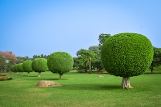 A group of trees that are in the grass