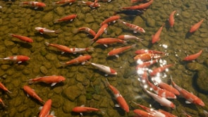A pond filled with lots of orange and white fish