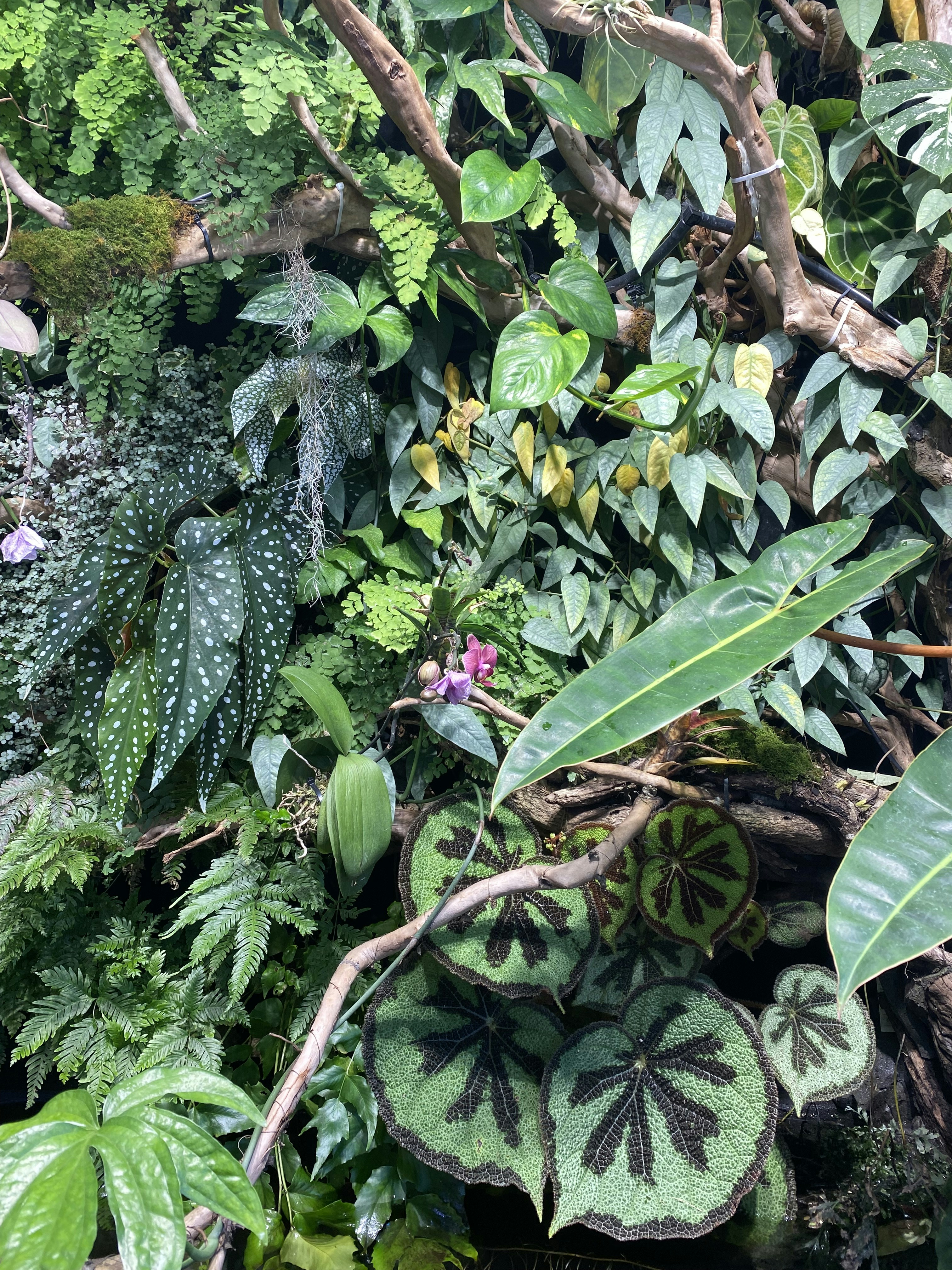 tropical wallpaper plants, wallpaper, Tropical Entryway Organization: Welcoming Style 2