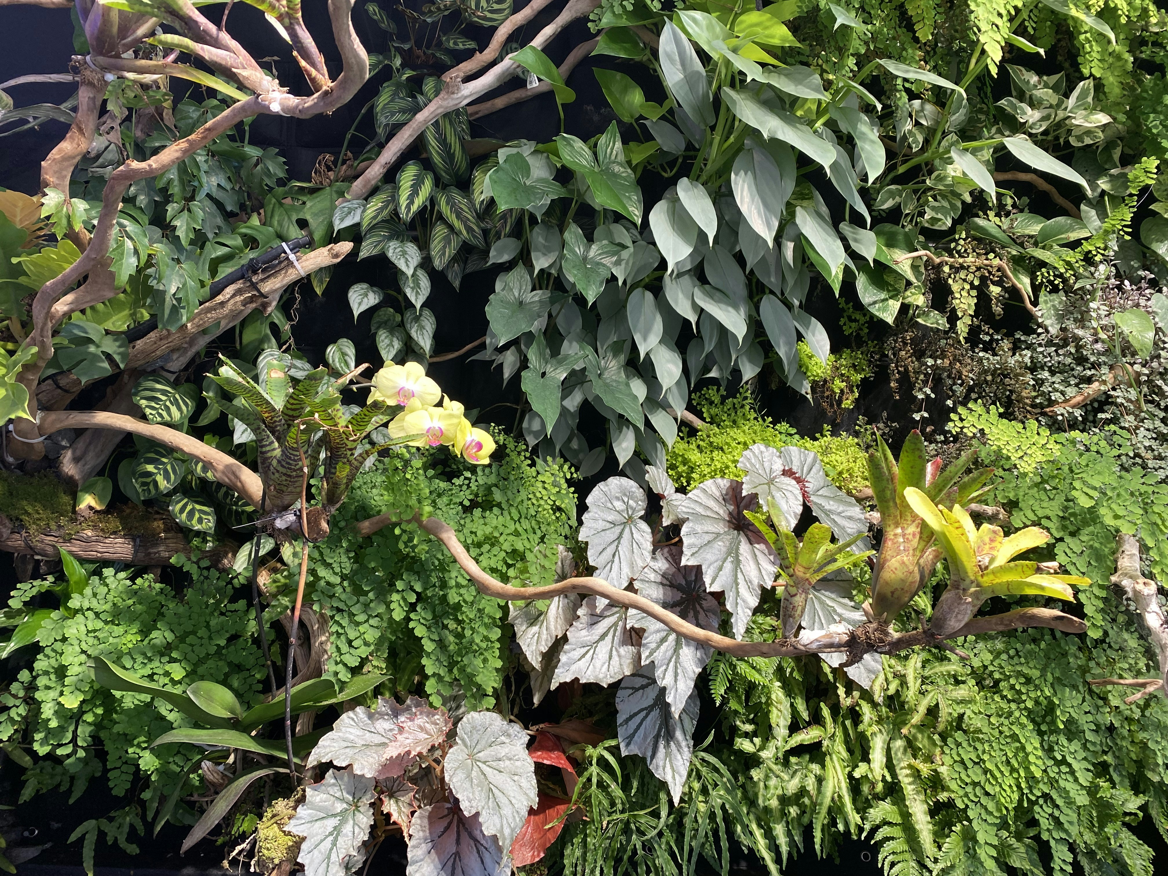 tropical wallpaper plants, wallpaper, Tropical Small Apartment Organization: Maximize Space 2