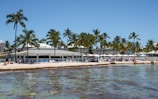 A beach with palm trees and people on it