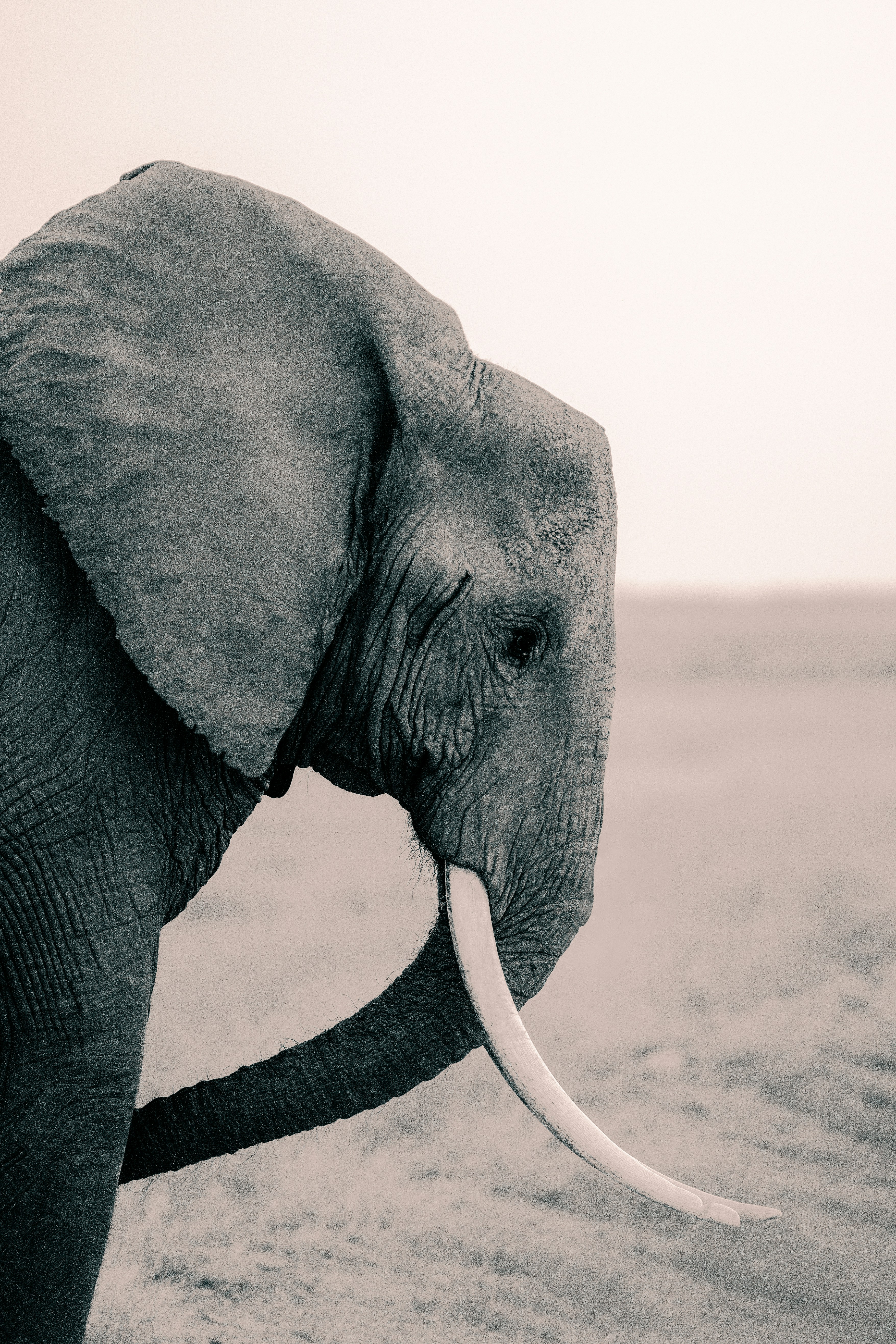 A black and white photo of an elephant