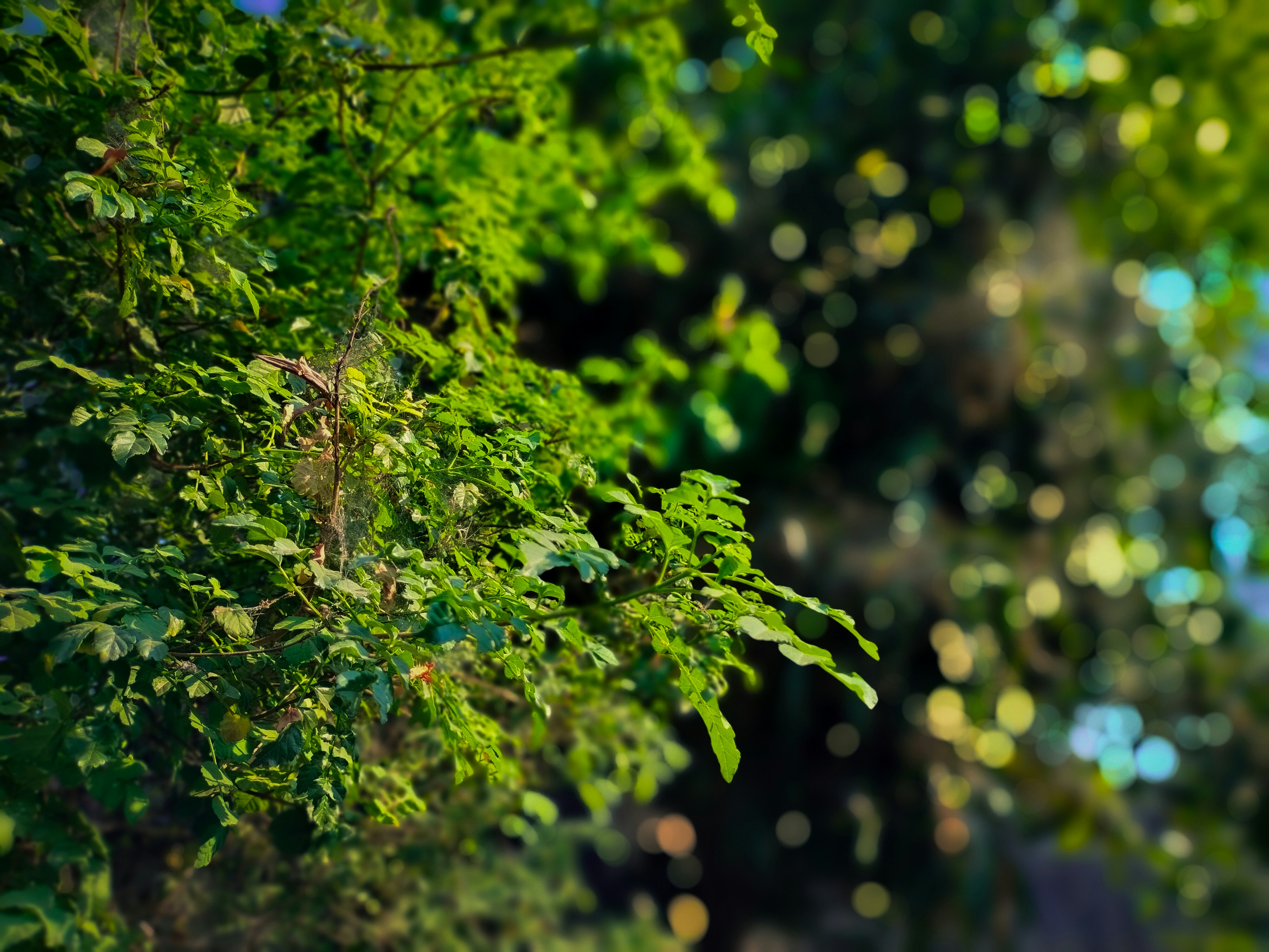 Photo by sujaypaulsp