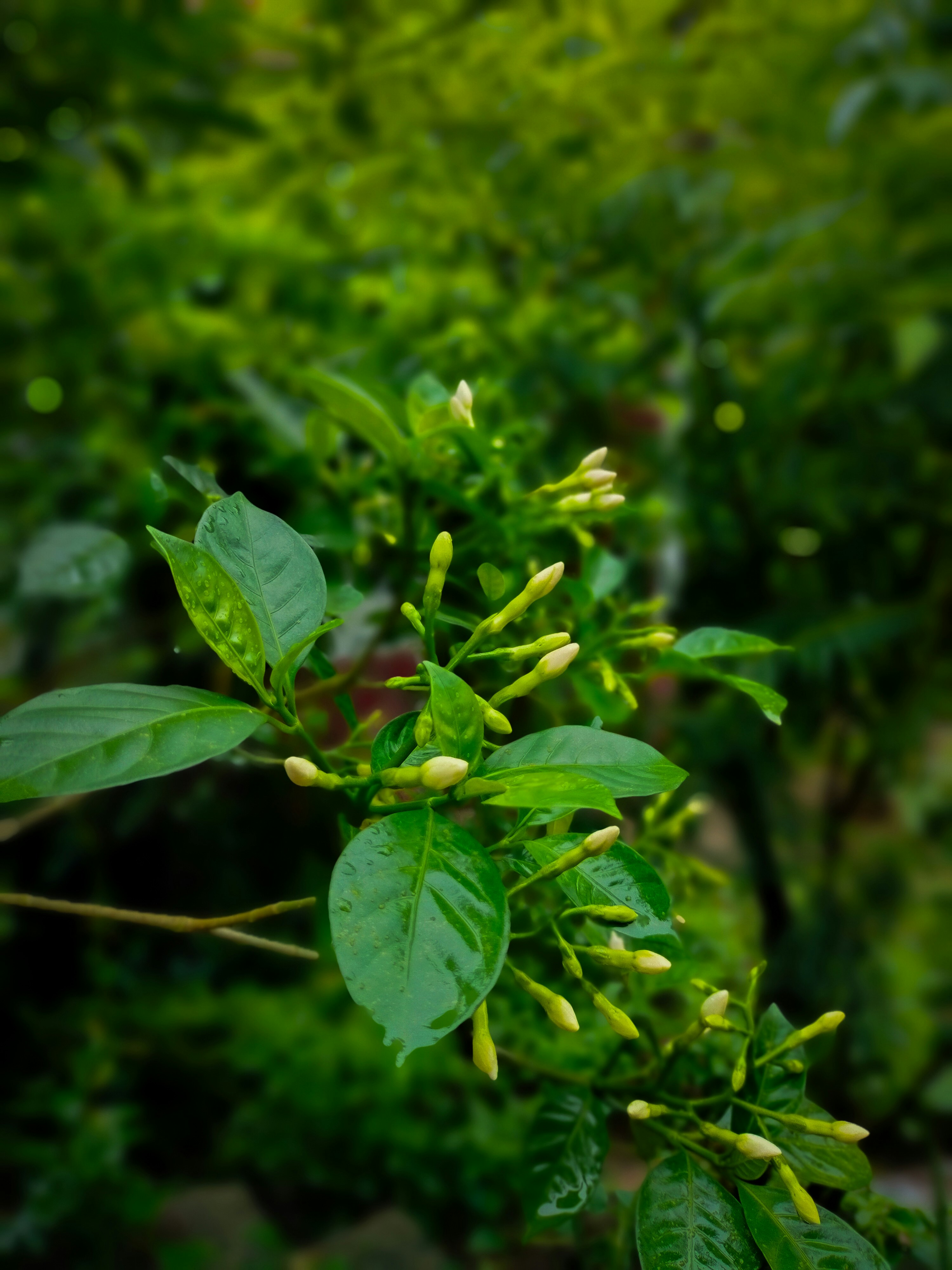 Photo by sujaypaulsp