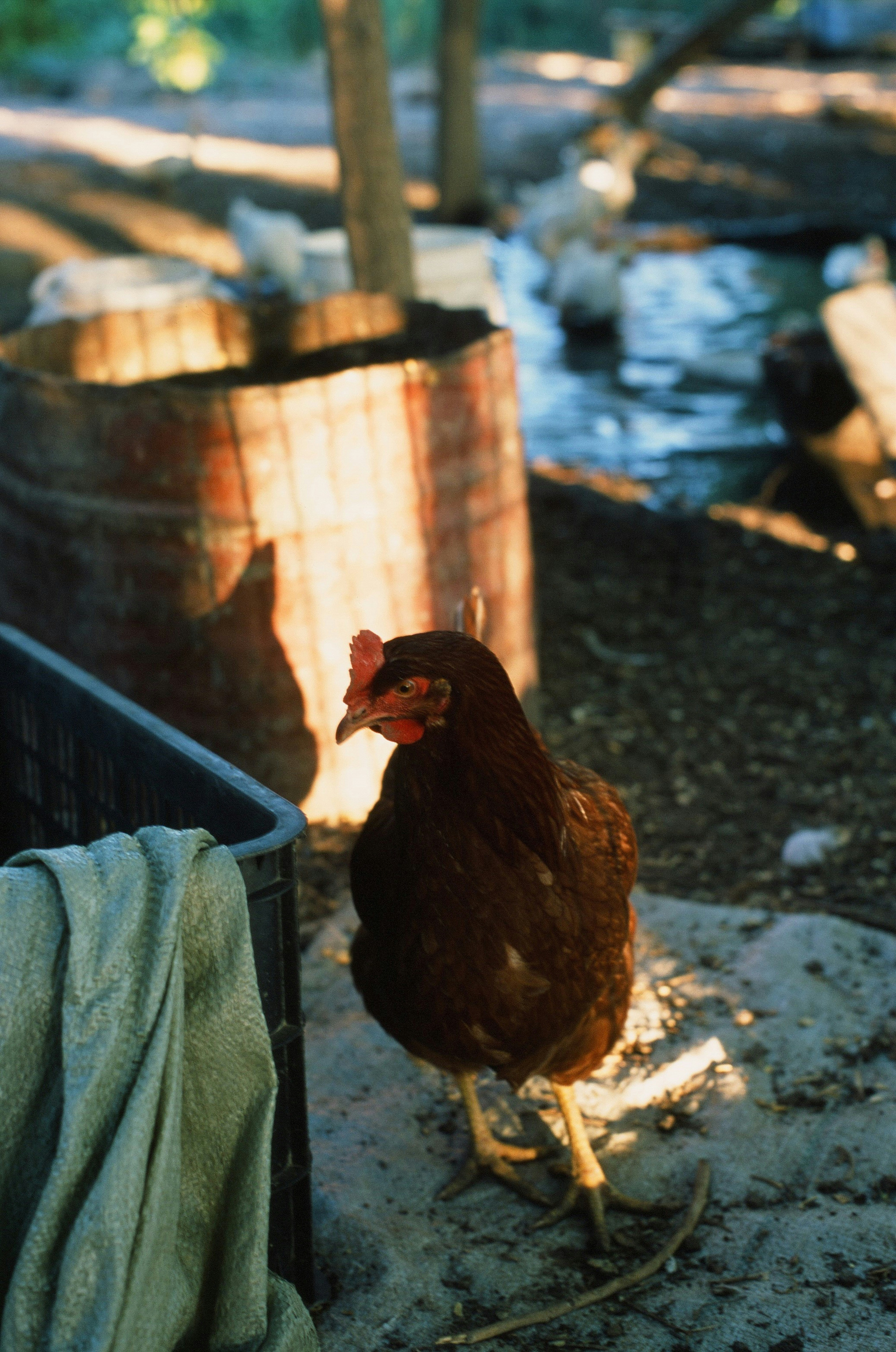 A brown chicken standing on top of a dirt field