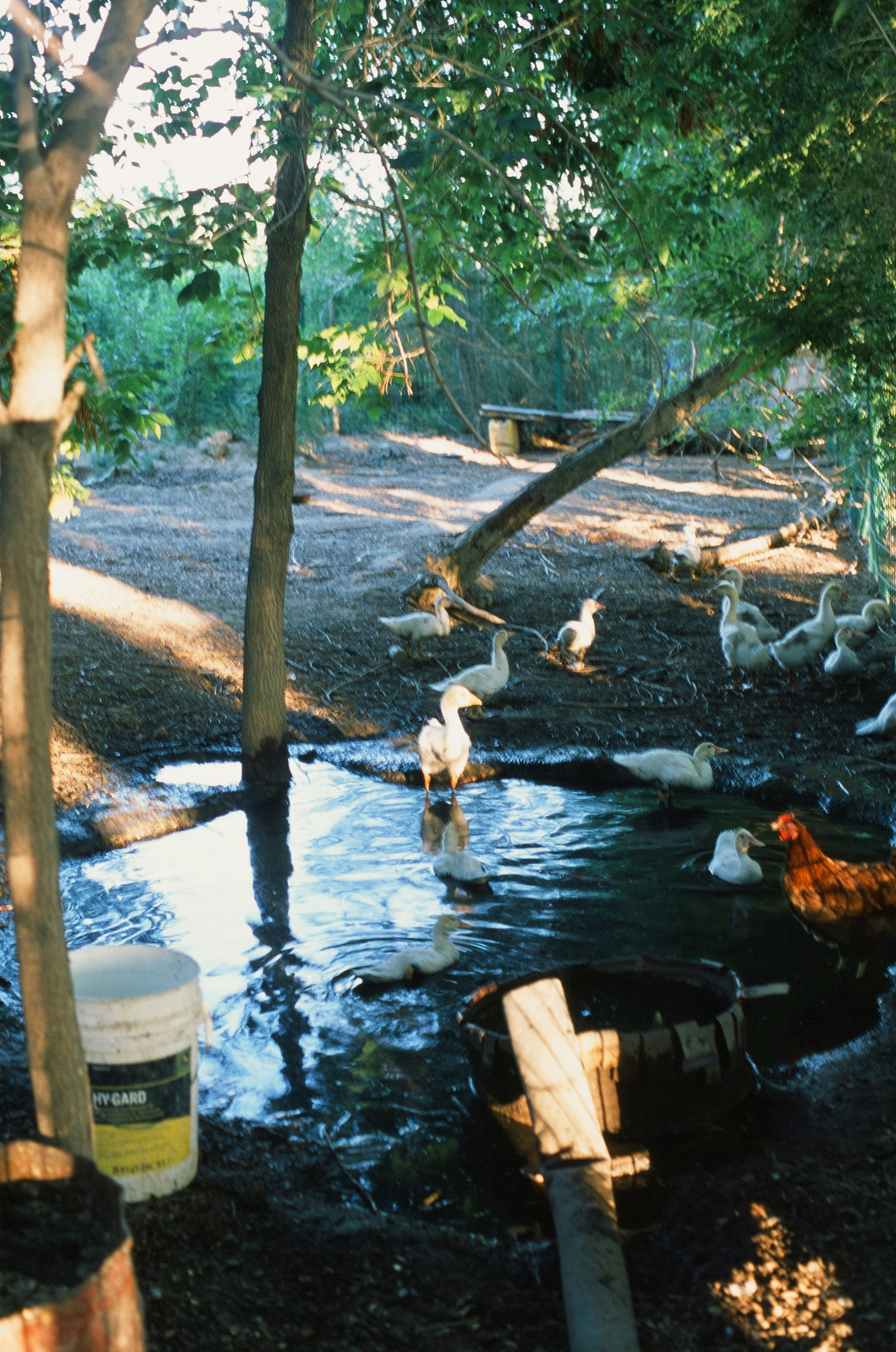 A group of ducks are swimming in a pond
