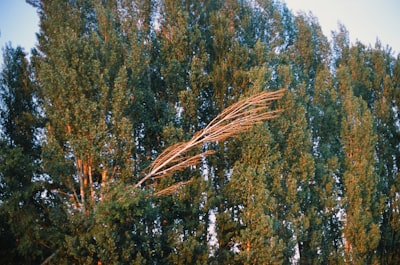 A group of people standing in a field with a frisbee