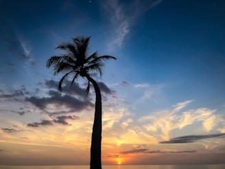 A palm tree on a beach at sunset