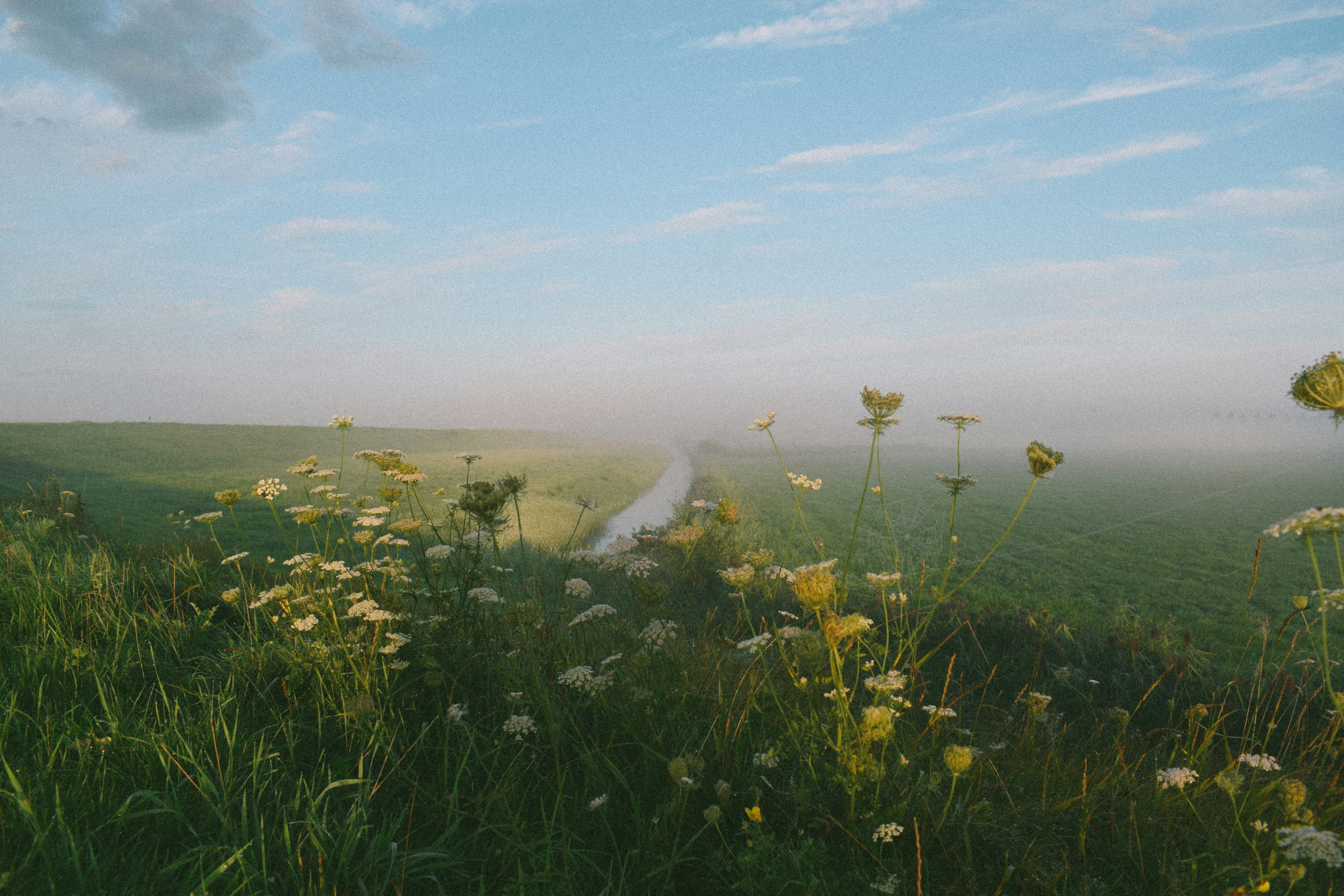 A grassy field with flowers and a road in the distance, misty and calm sunrise in the fields of the countryside in the Netherlands