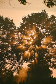 The sun shines through the trees in the distance