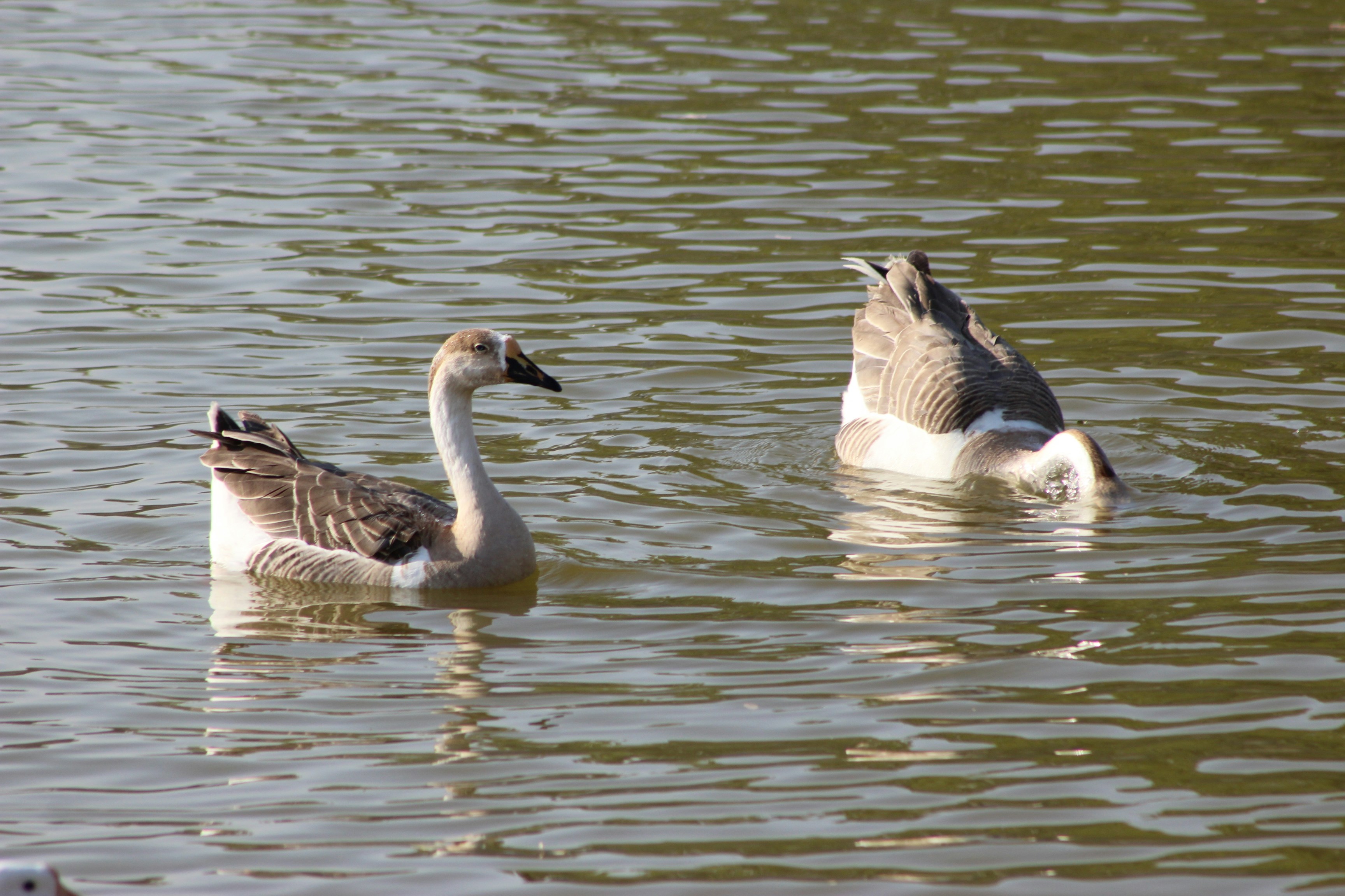 Photo by goswamimunesh