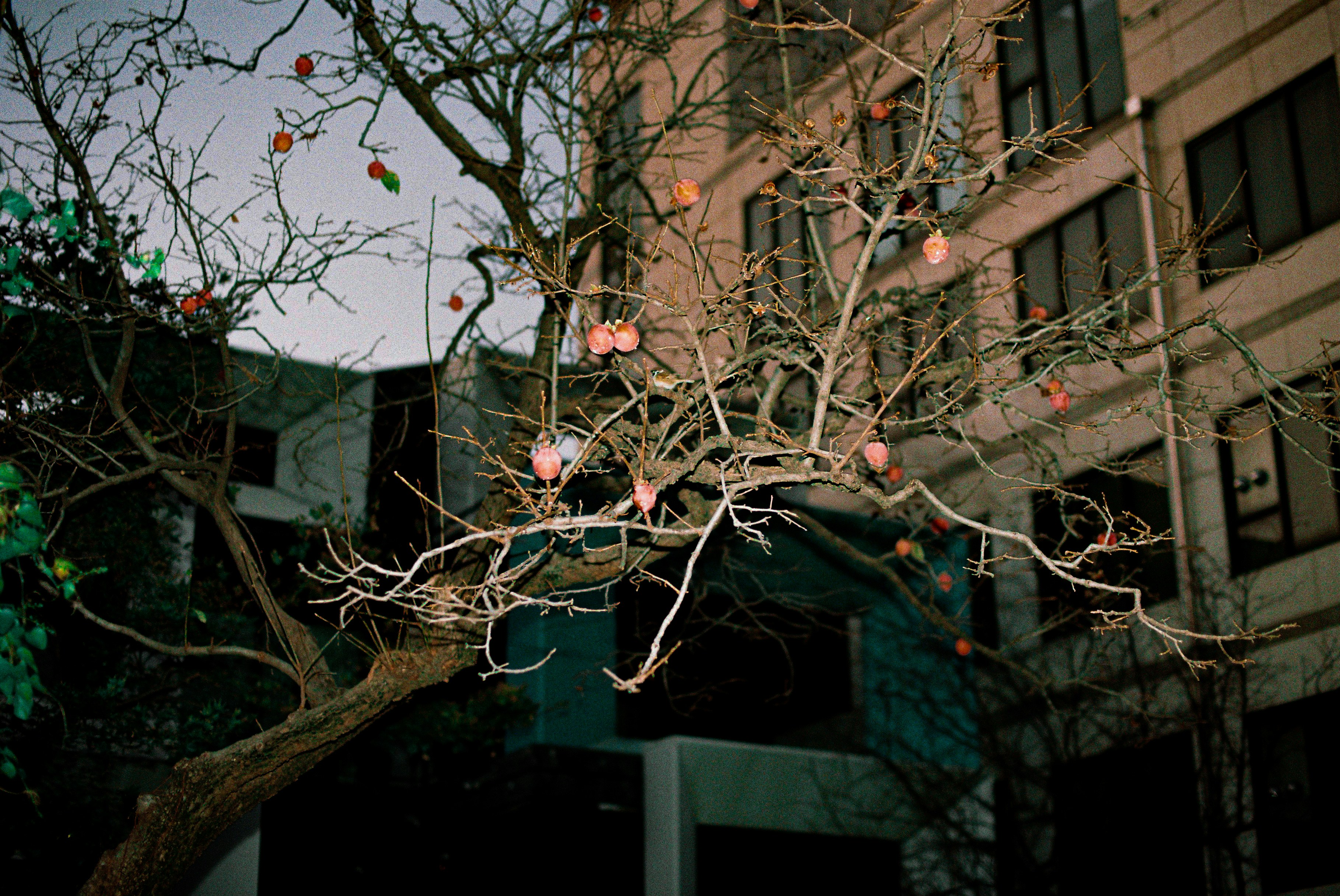 A tree that is in front of a building