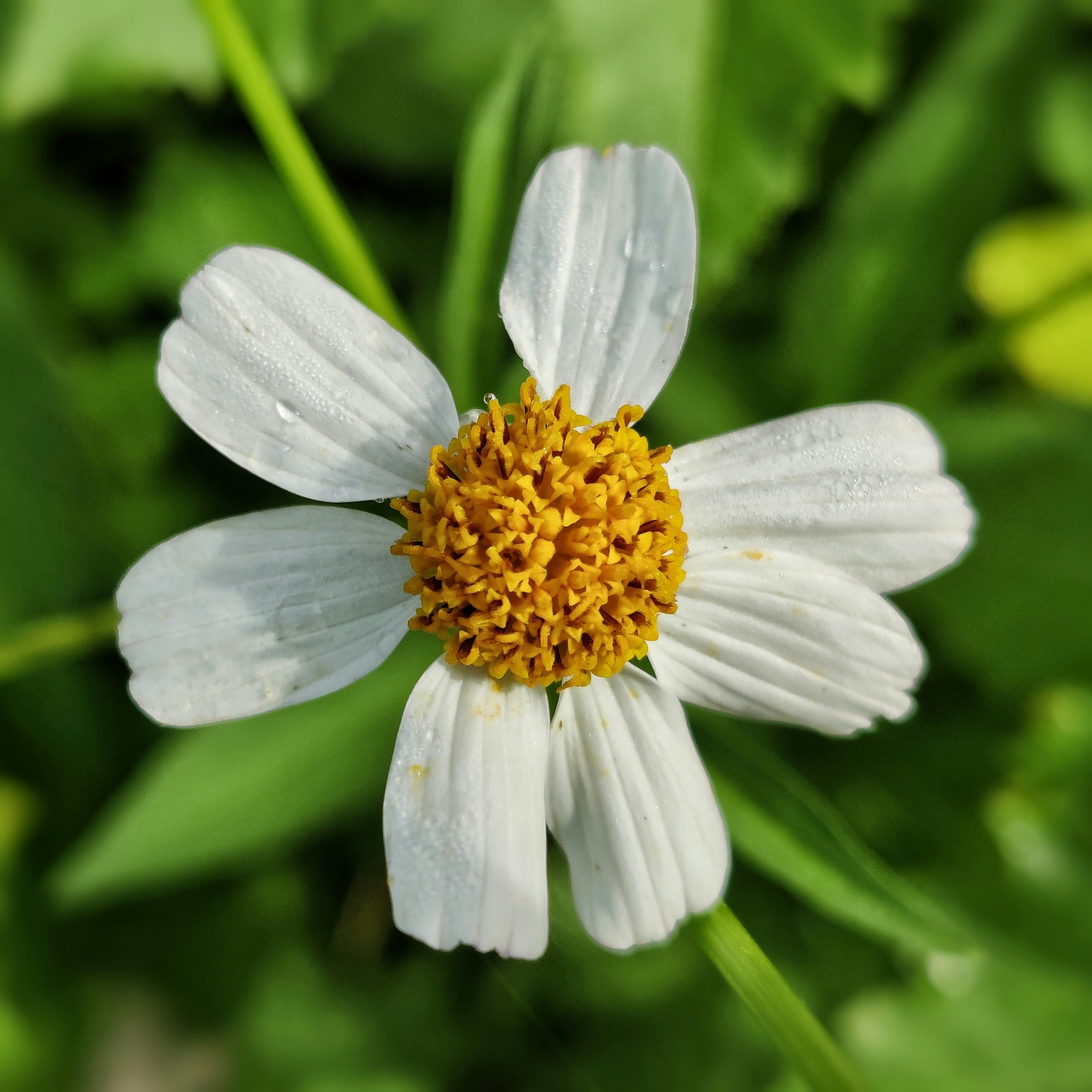 Photo by raguvarasan