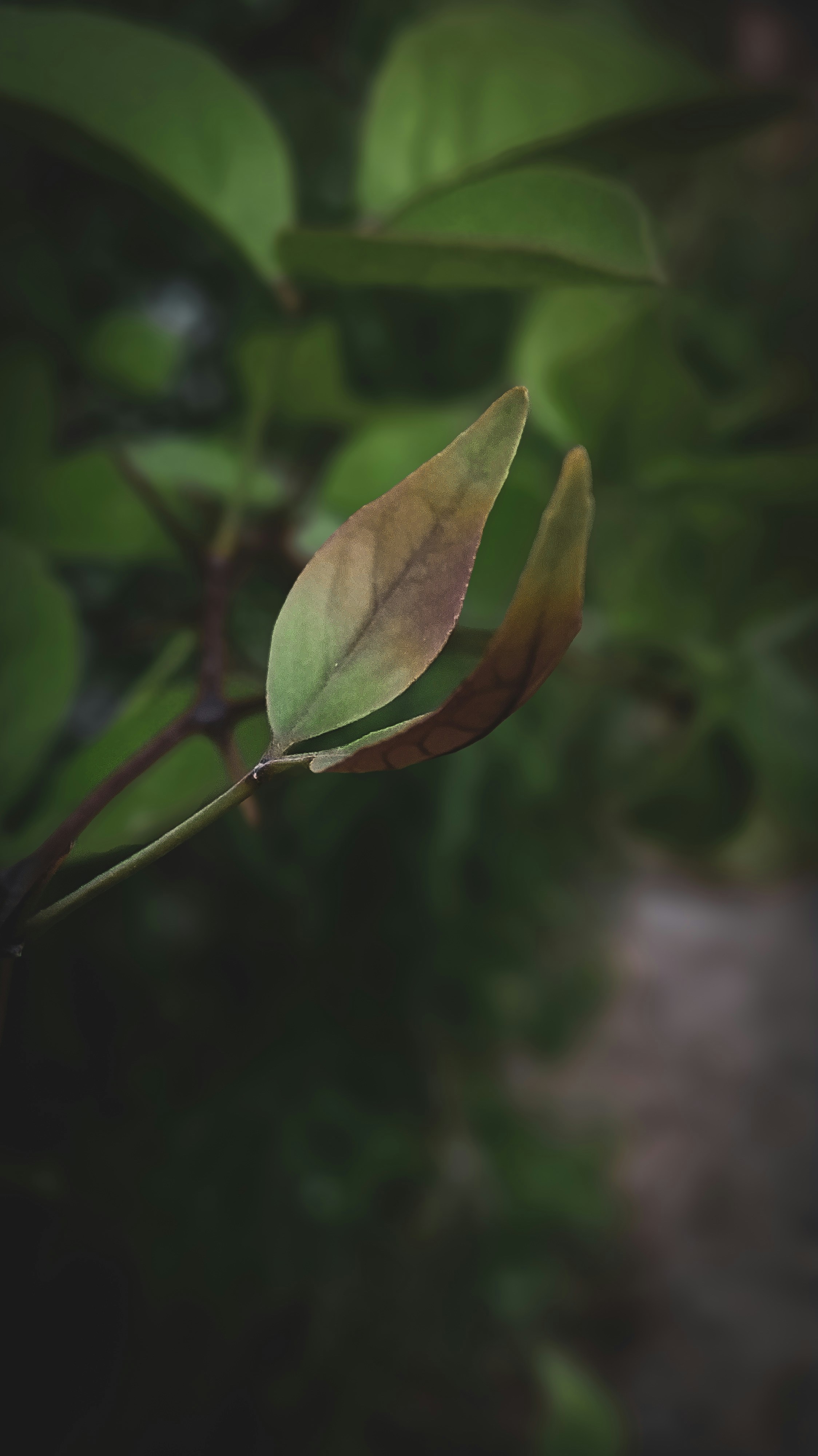 A green leaf with a blurry background