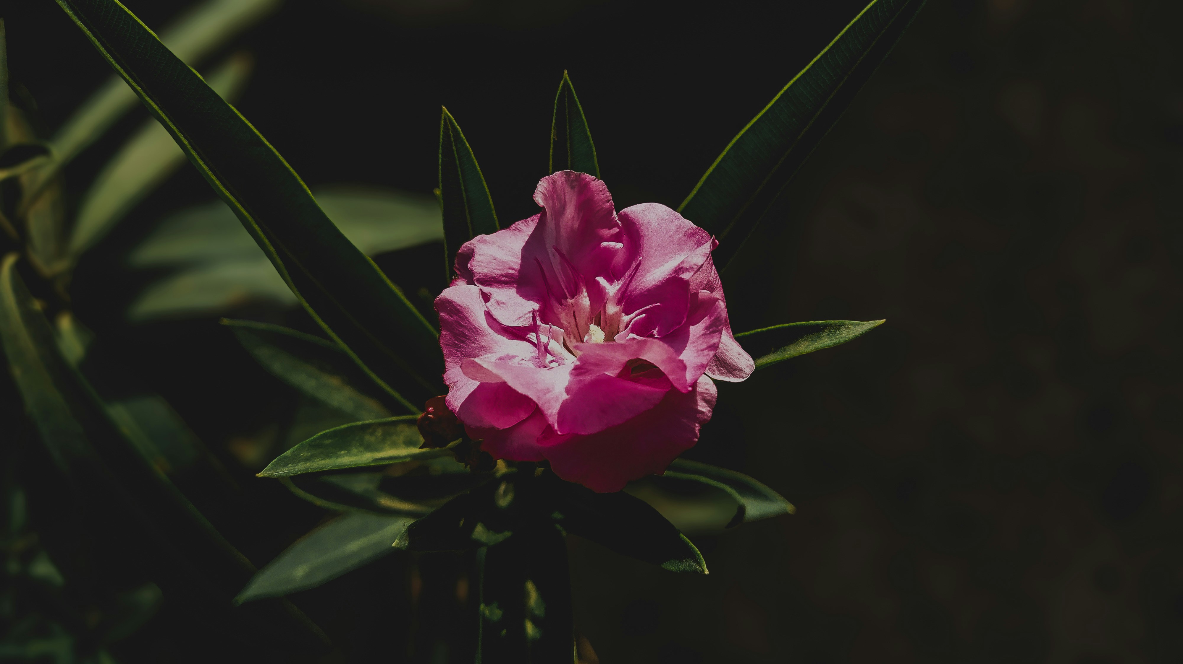 동백패스 3분 신청 지금 놓치면 정말 손해입니다
