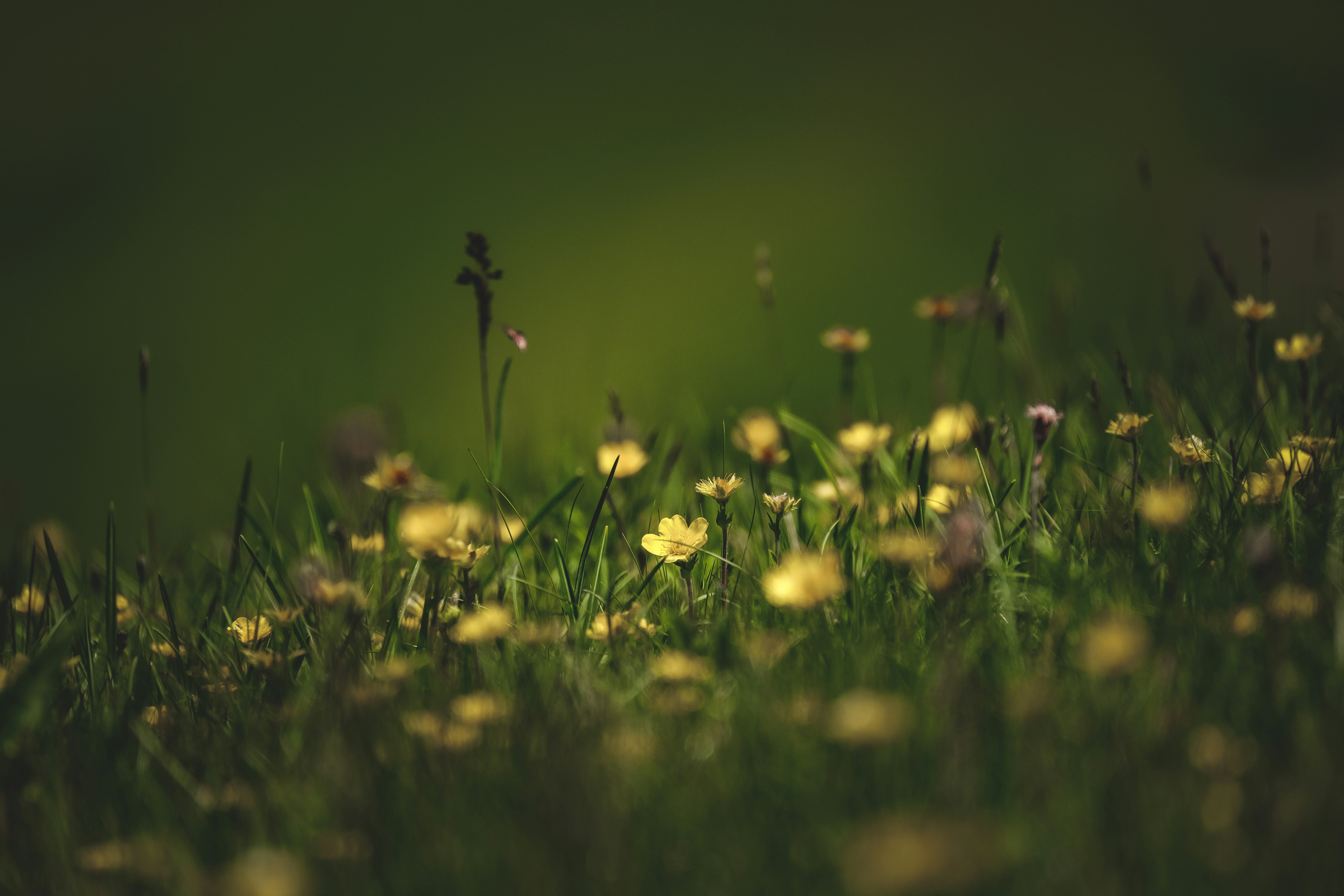 Photo by francesco_ungaro