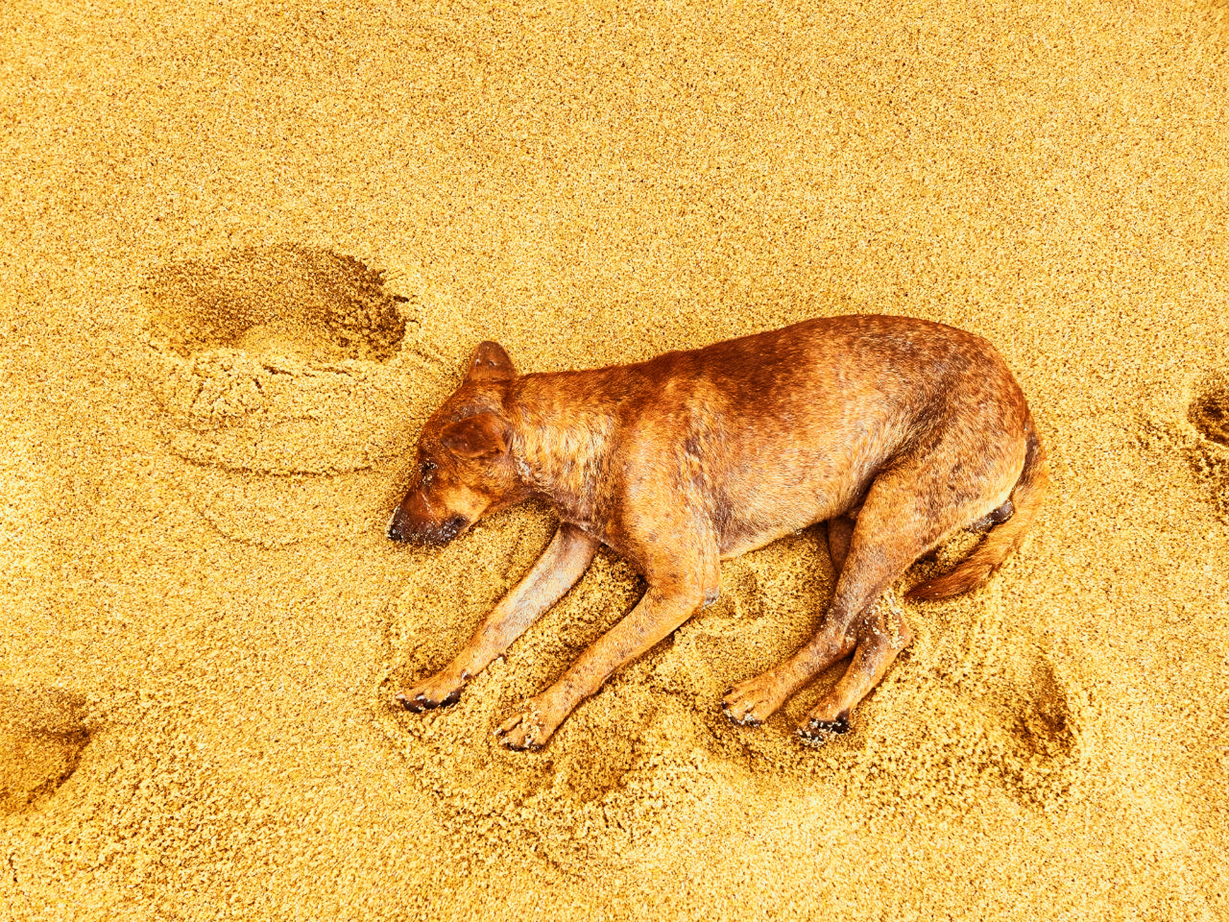 A dog is laying in the sand with his paw prints
