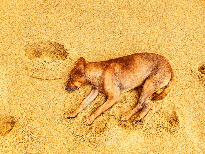 A dog is laying in the sand with his paw prints