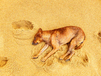 A dog is laying in the sand with his paw prints