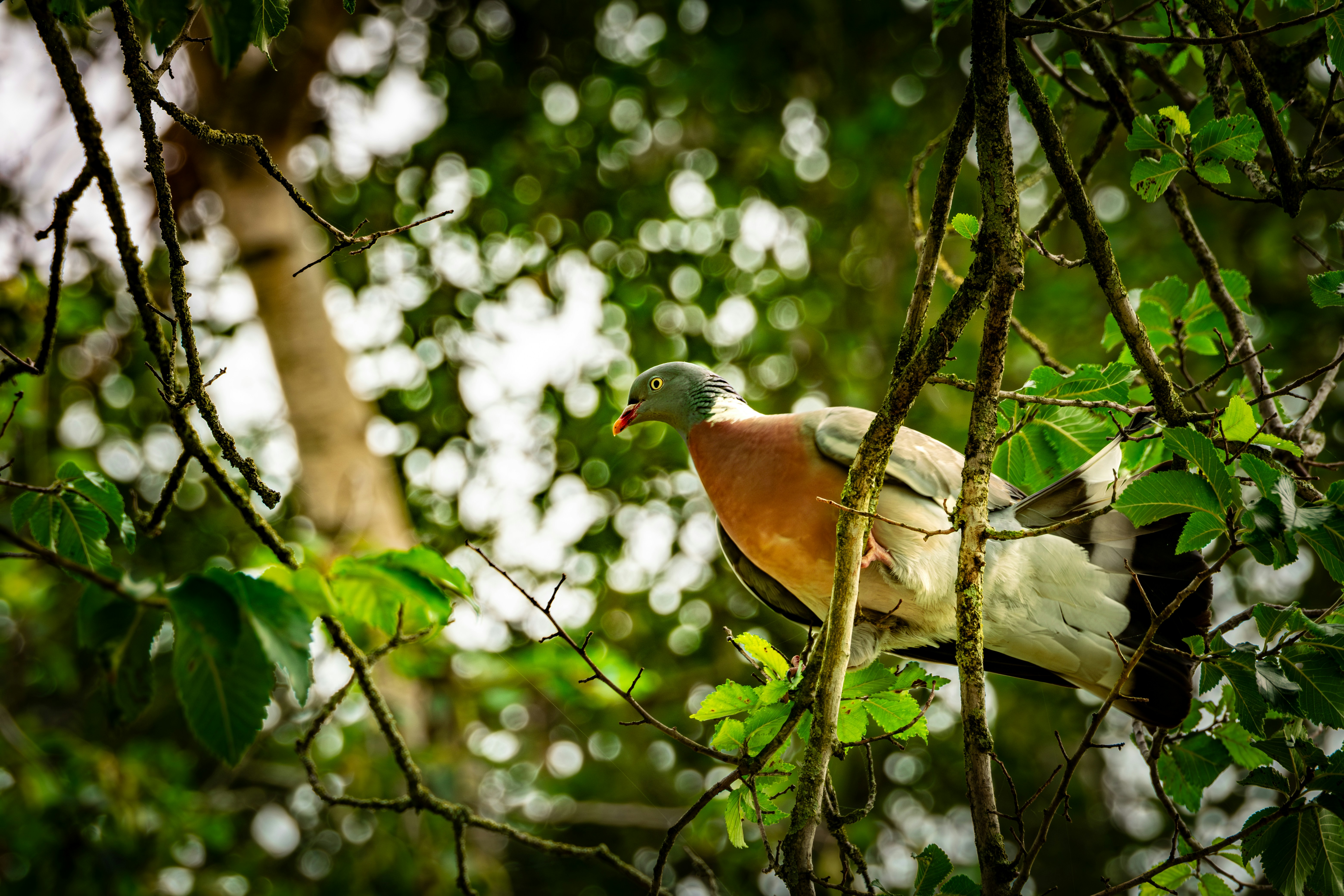 Photo by k_sariwating